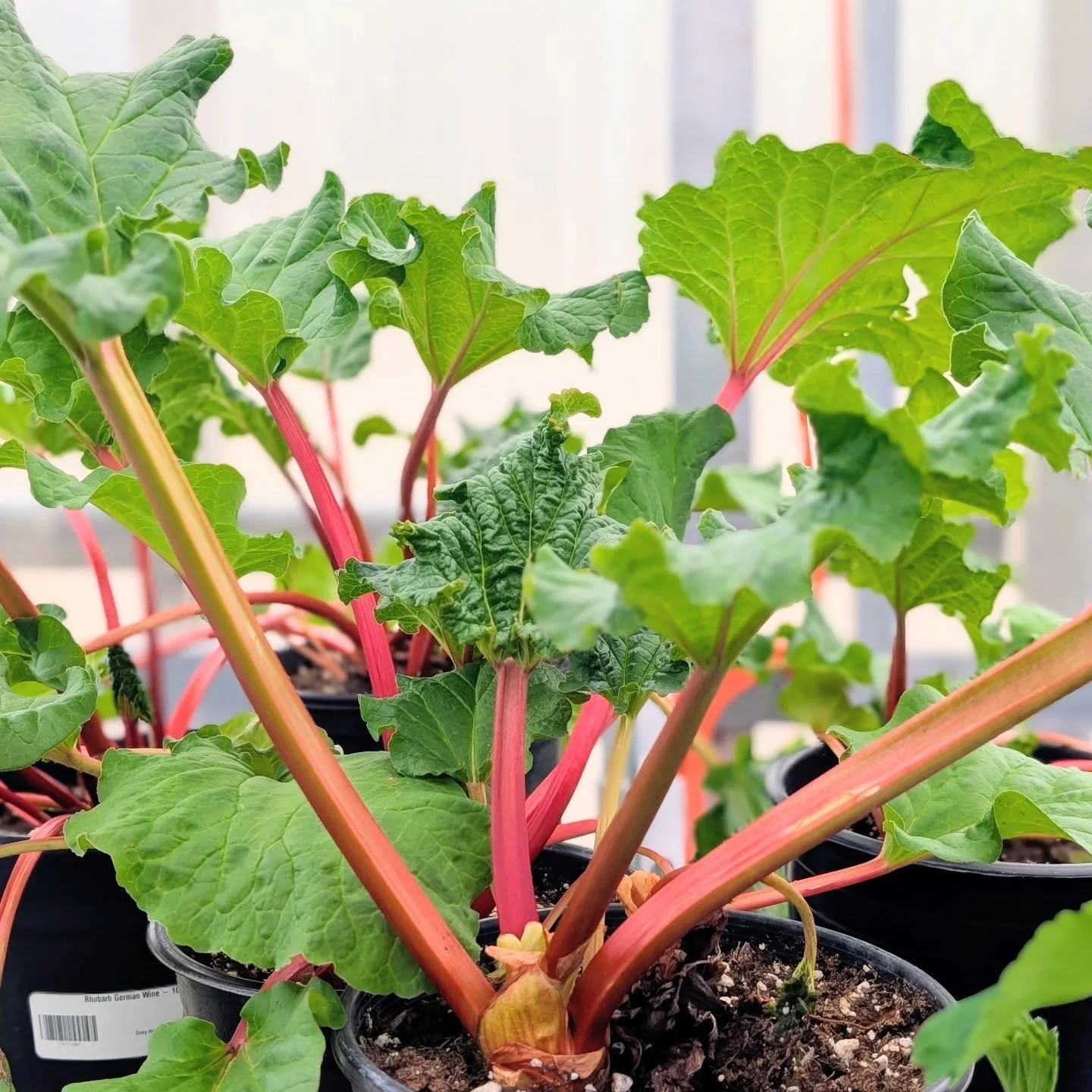 You know what they say ... You can't make rhubarb simple syrup without rhubarb! 

Well, that's what I say anyway. 

Plant today and enjoy rhubarb in all its forms for years to come 🌱