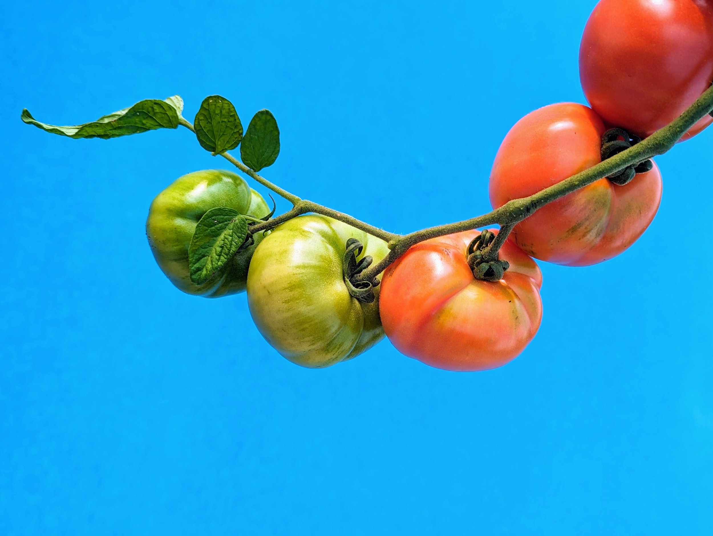 Workshop: Top-Tier Tomatoes