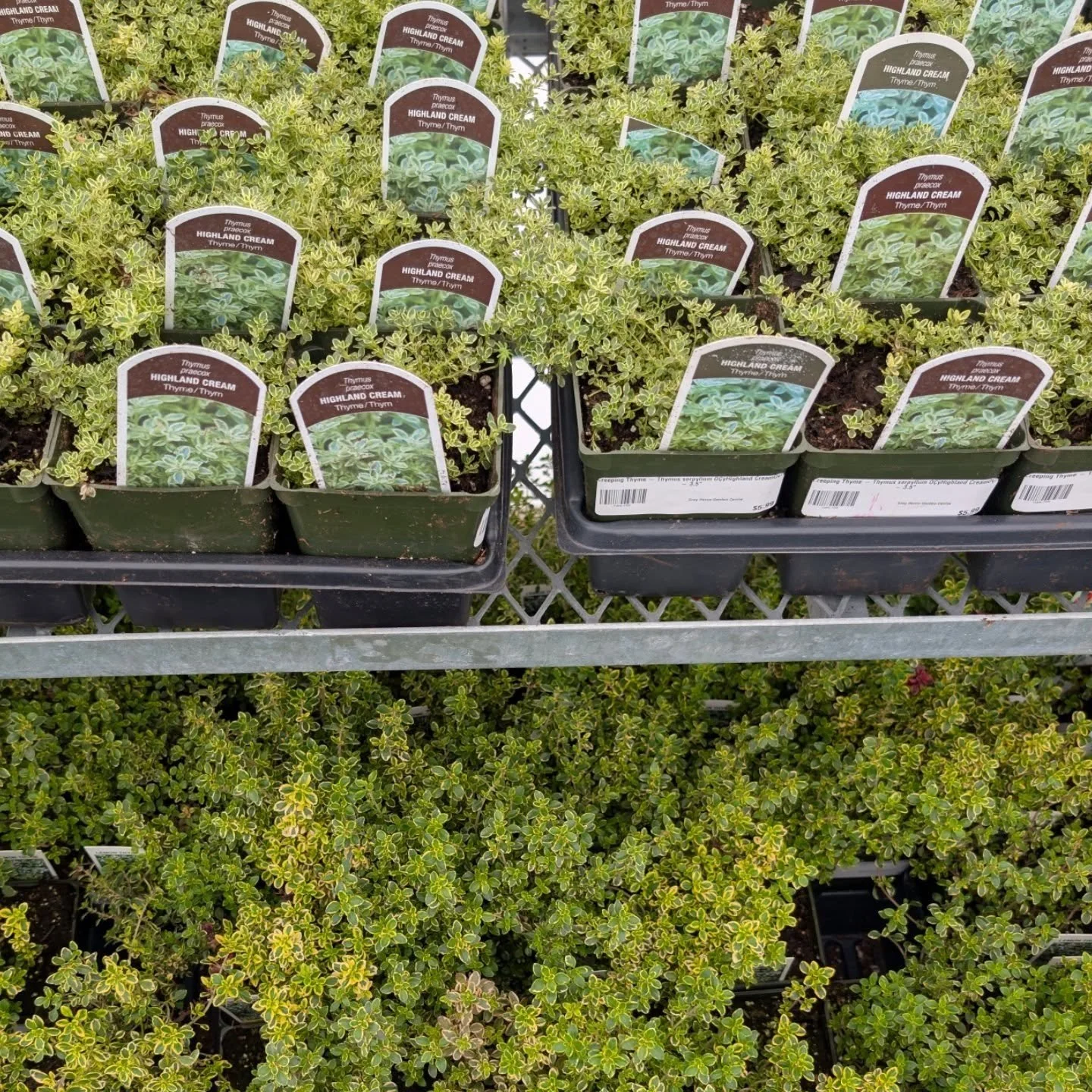 You know what's better than weeds? Ground cover plants!
Plants like #creepingthyme, #mossphlox, #irishmoss, and #scotchmoss can create a beautiful, soft carpet that fights that good fight against the weeds.
They are also perfect between stepping ston