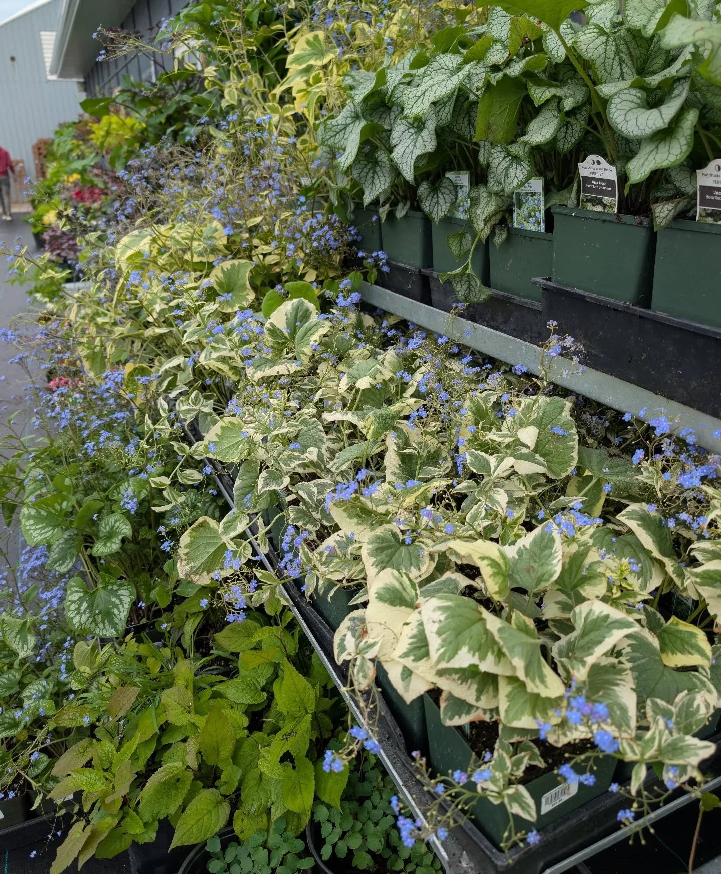 Don't let anyone tell you that shade gardens have to be boring.
