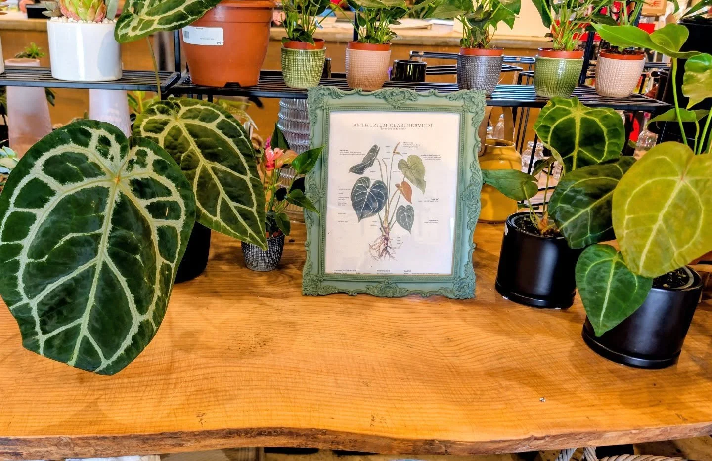 They are HERE!
Rare Anthuriums have arrived, and they are out of this world. 
Look at that foliage!