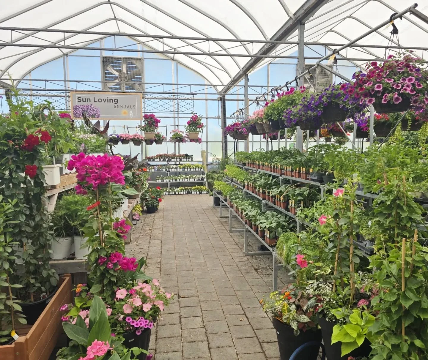 The sun is shining, the weather is sweet!
It's gorgeous in the greenhouse, and everything is fully restocked and ready to fill your gardens with delicious veggies and herbs, and gorgeous garden annuals. 

(And that doesn't even count all the perennia