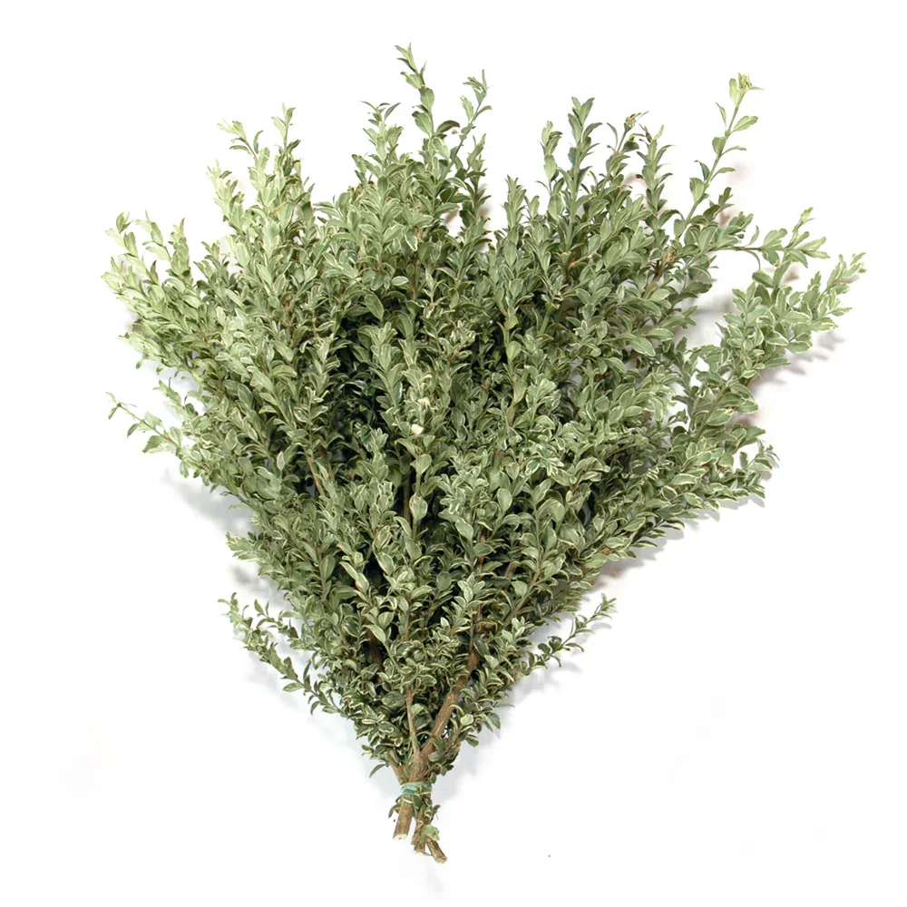 Fresh sprigs of thyme herb on white background.