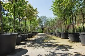 A wide dirt pathway lined with large potted trees on both sides in an outdoor garden or park area.