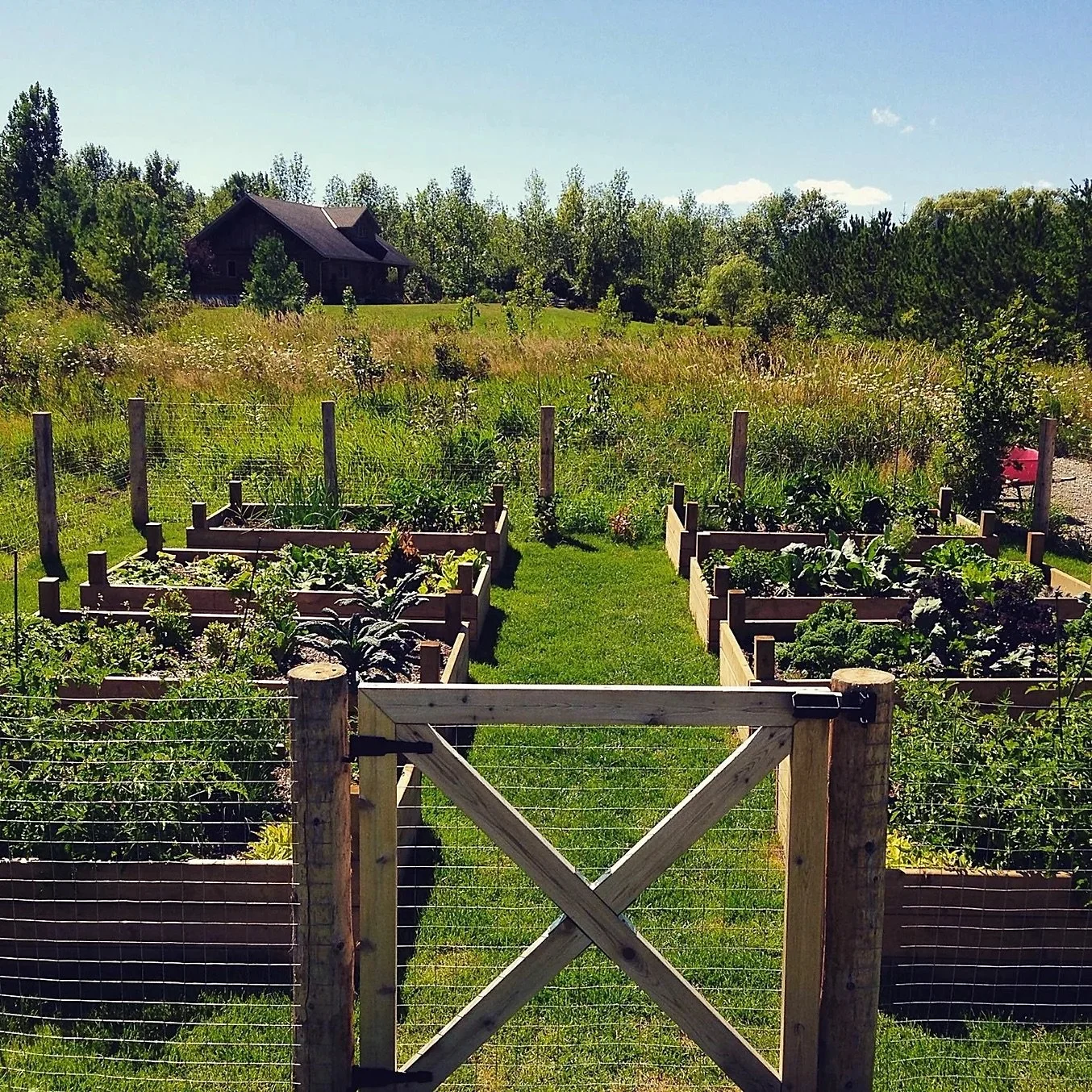 Garden with raised beds filled with vegetables, a green grassy pathway, wooden gate in the foreground, wild natural landscape beyond, trees, and a house in the distance under a blue sky.