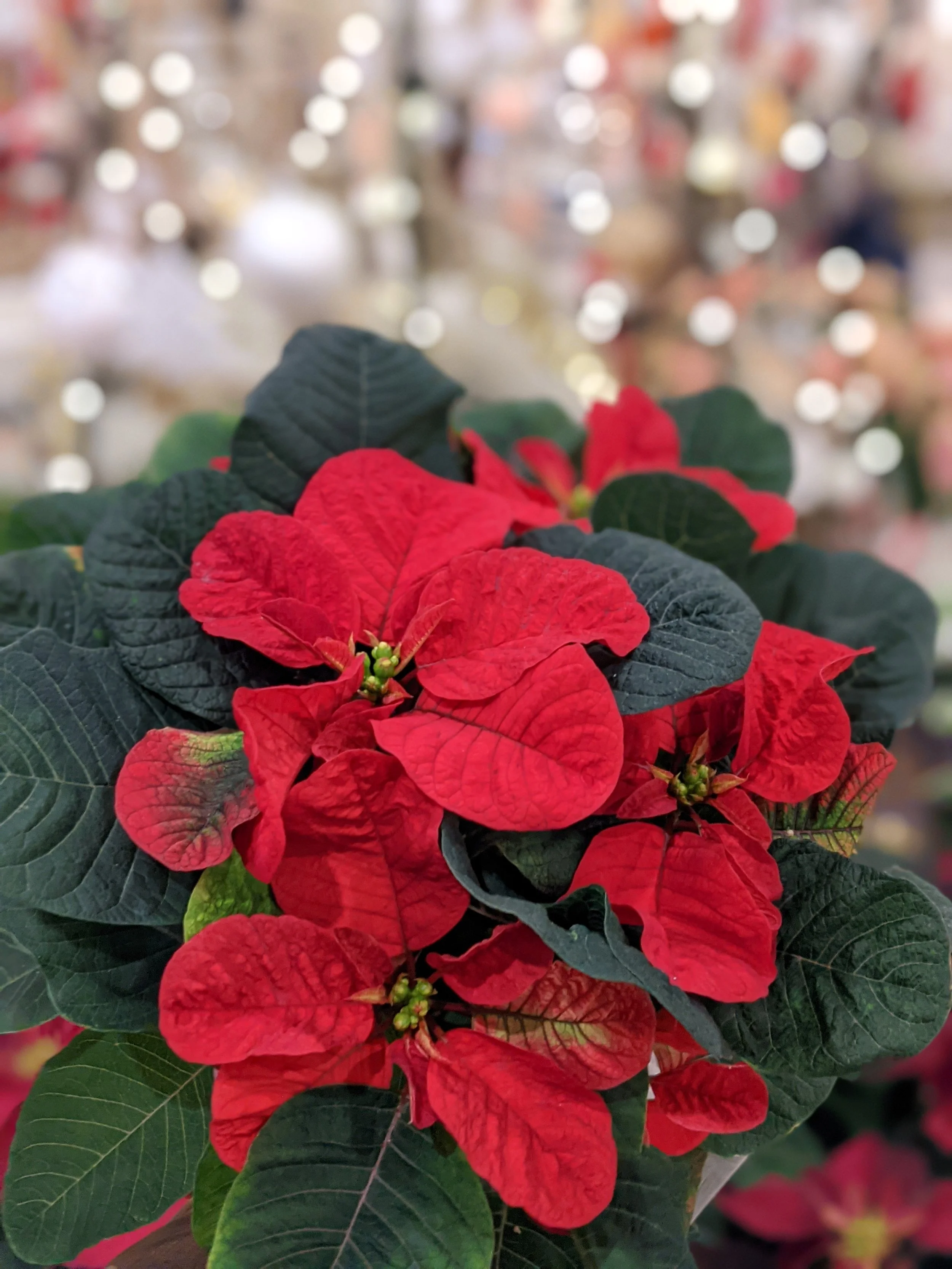 Close-up of a poinsettia plant with red leaves and green foliage, decorative lights blurred in the background.