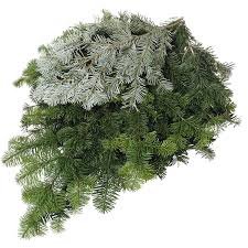 A pile of mixed green and silver pine and fir tree branches.