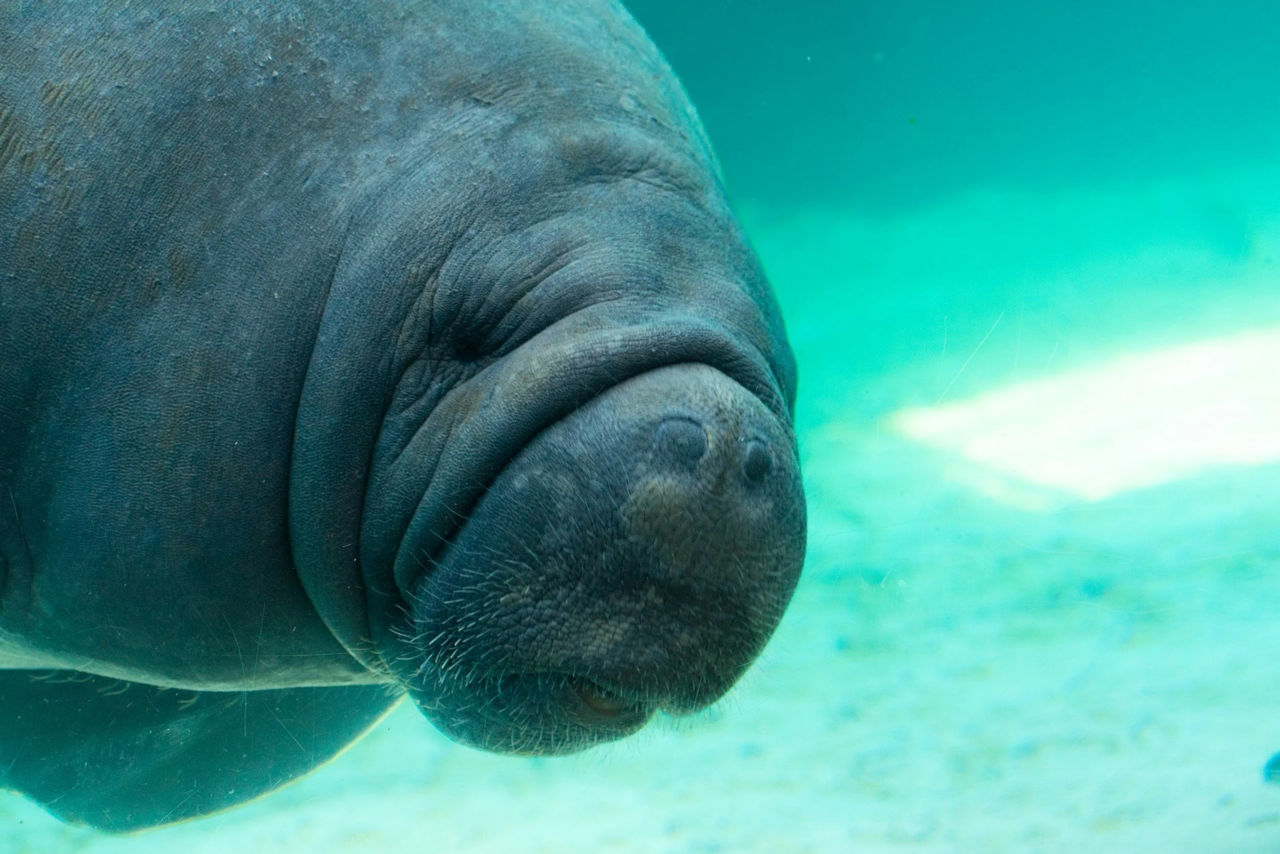 Close-up of a seal's face underwater with a turquoise background.