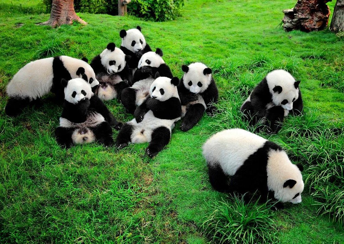 Group of young pandas resting and playing on a grassy area in a natural habitat with trees and rocks.