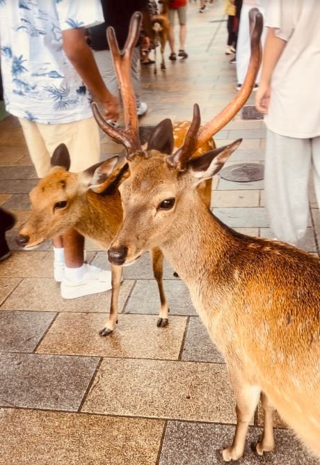 Two deer, one with large antlers, on a crowded walkway with people in casual clothing.