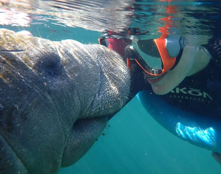 A person snorkeling underwater near a large manatee, wearing a snorkel mask and a wetsuit.