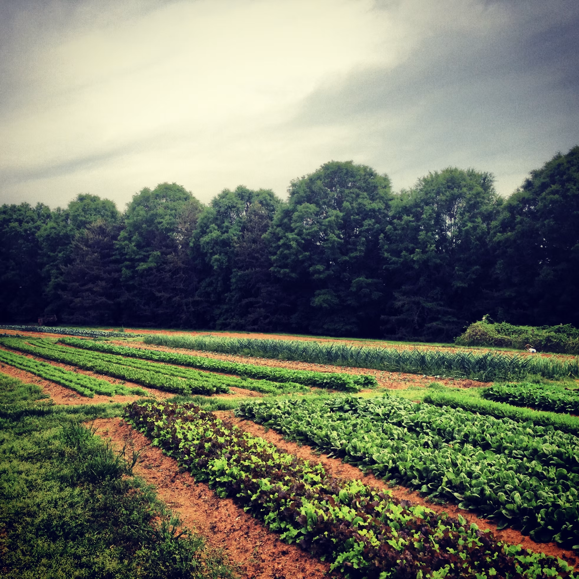 Farming field with rows of leafy vegetables, green onions, and other crops, bordered by a dense line of trees under a cloudy sky.