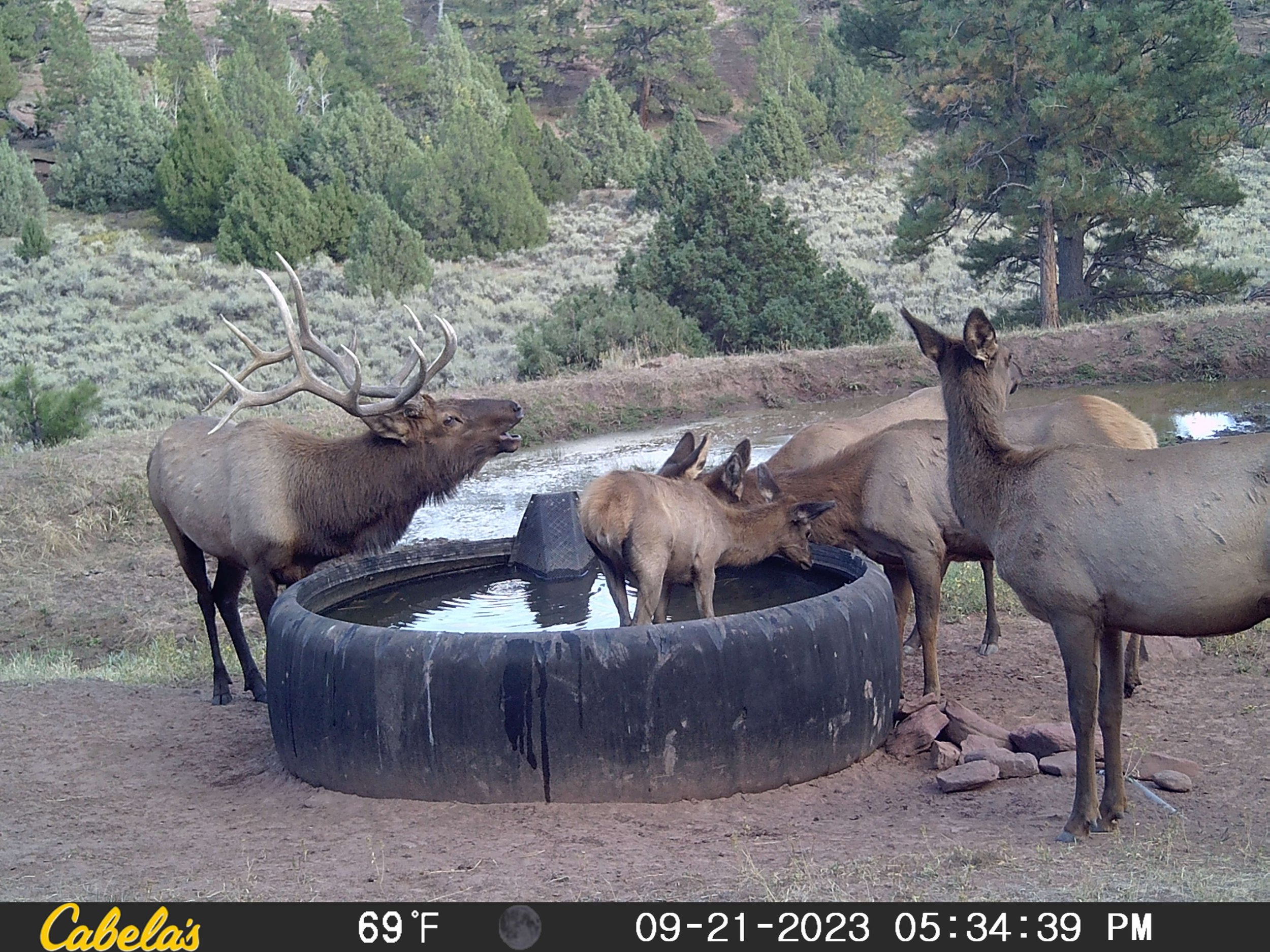 bull_watering_tank.jpeg