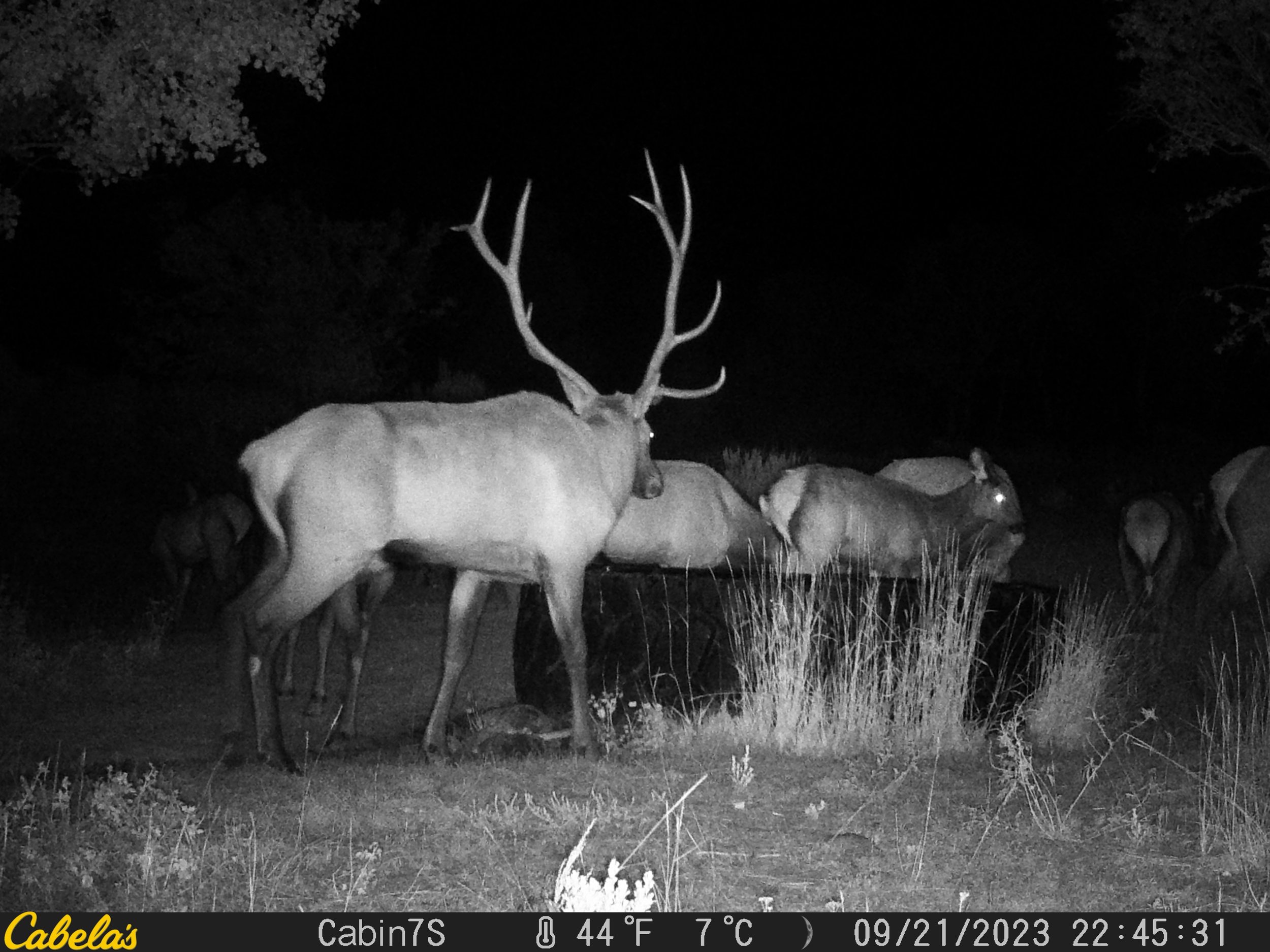 night_bull_watering_tank.jpeg