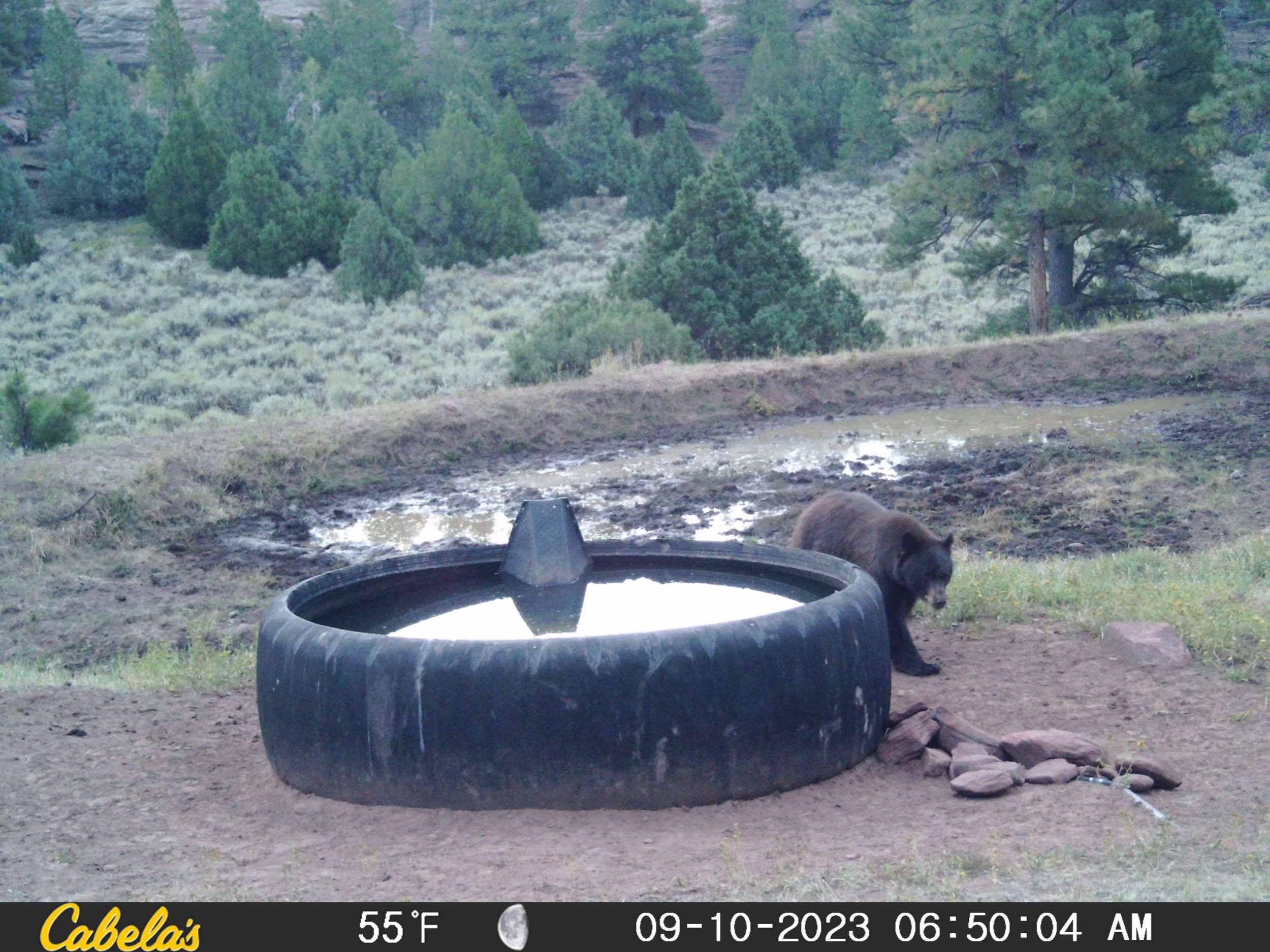 bear_watering_tank.jpeg