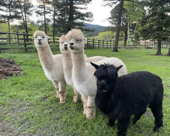 Screenshot 2026-01-12 at 8.13.46 PM.png