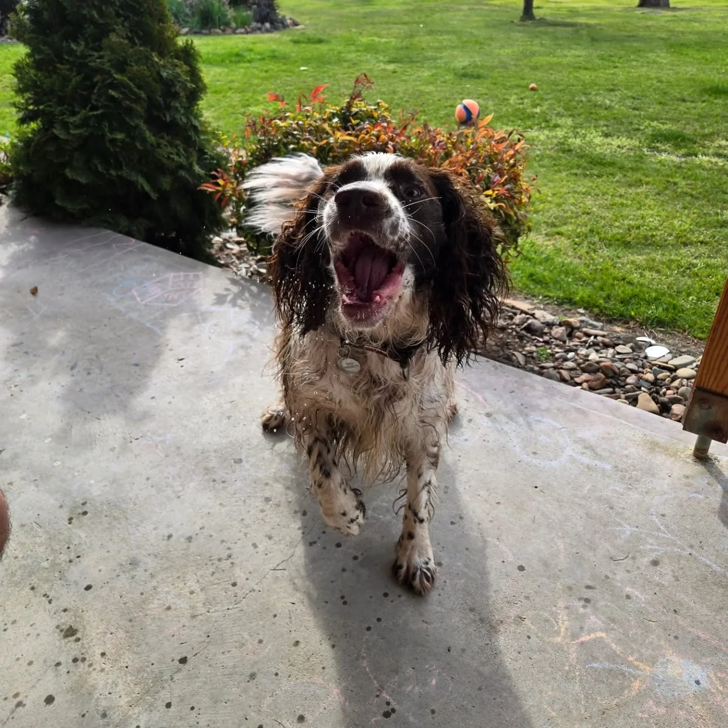 The many faces of Banjo 😅