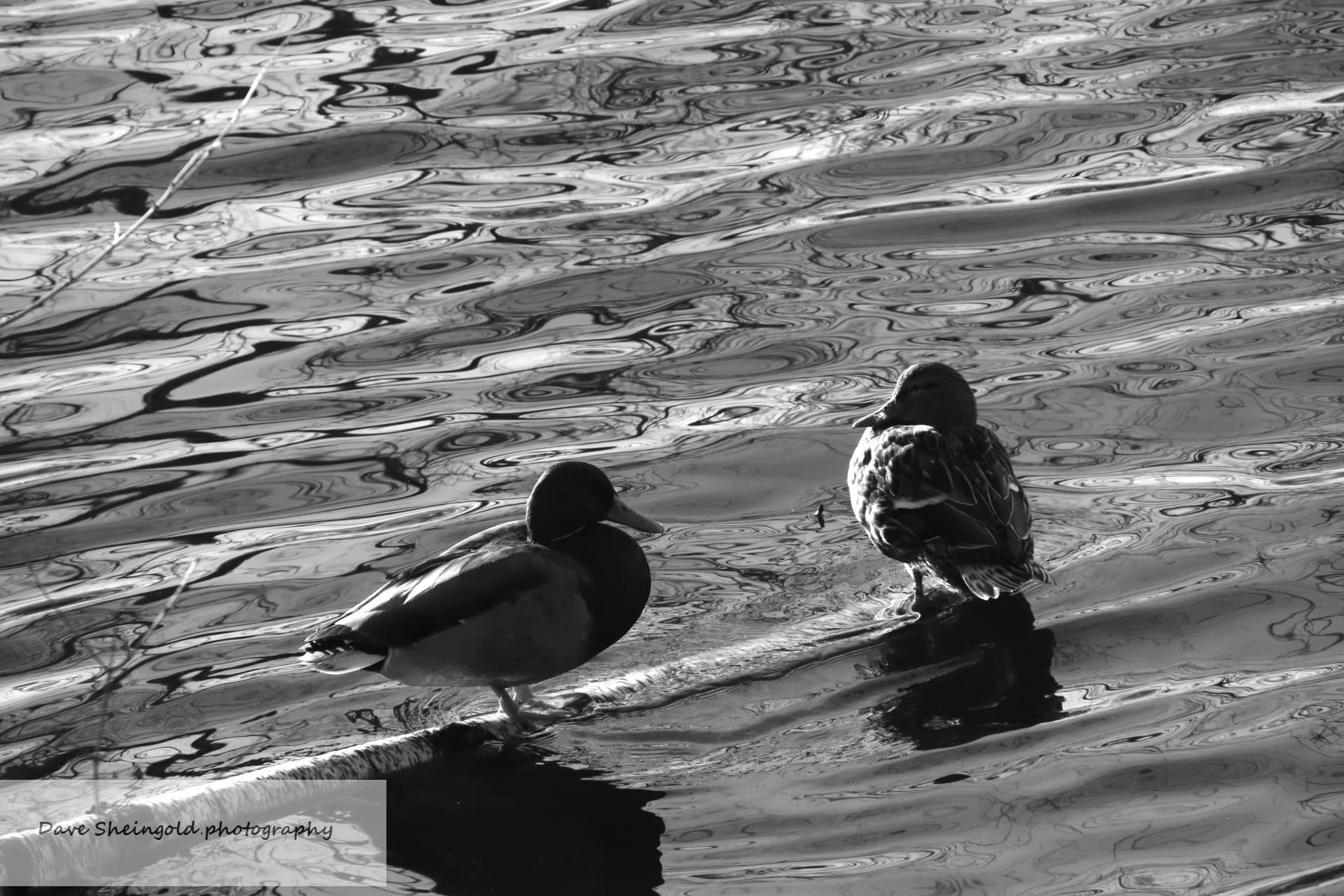 Ducks on the pond, Rockefeller Preserve, Pocantico Hills, NY