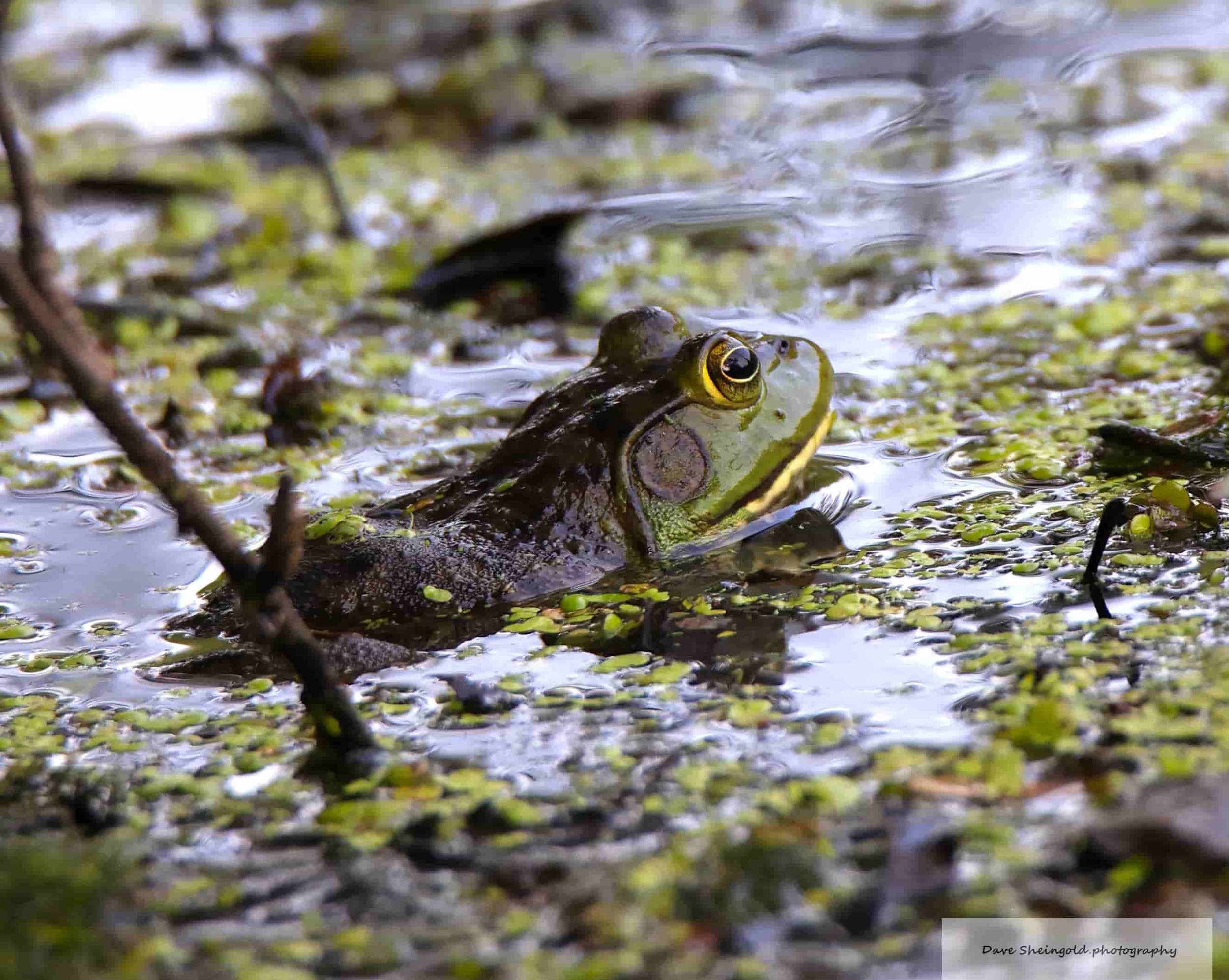 Hiding out - Rockefeller Preserve, Pocantico Hills, NY