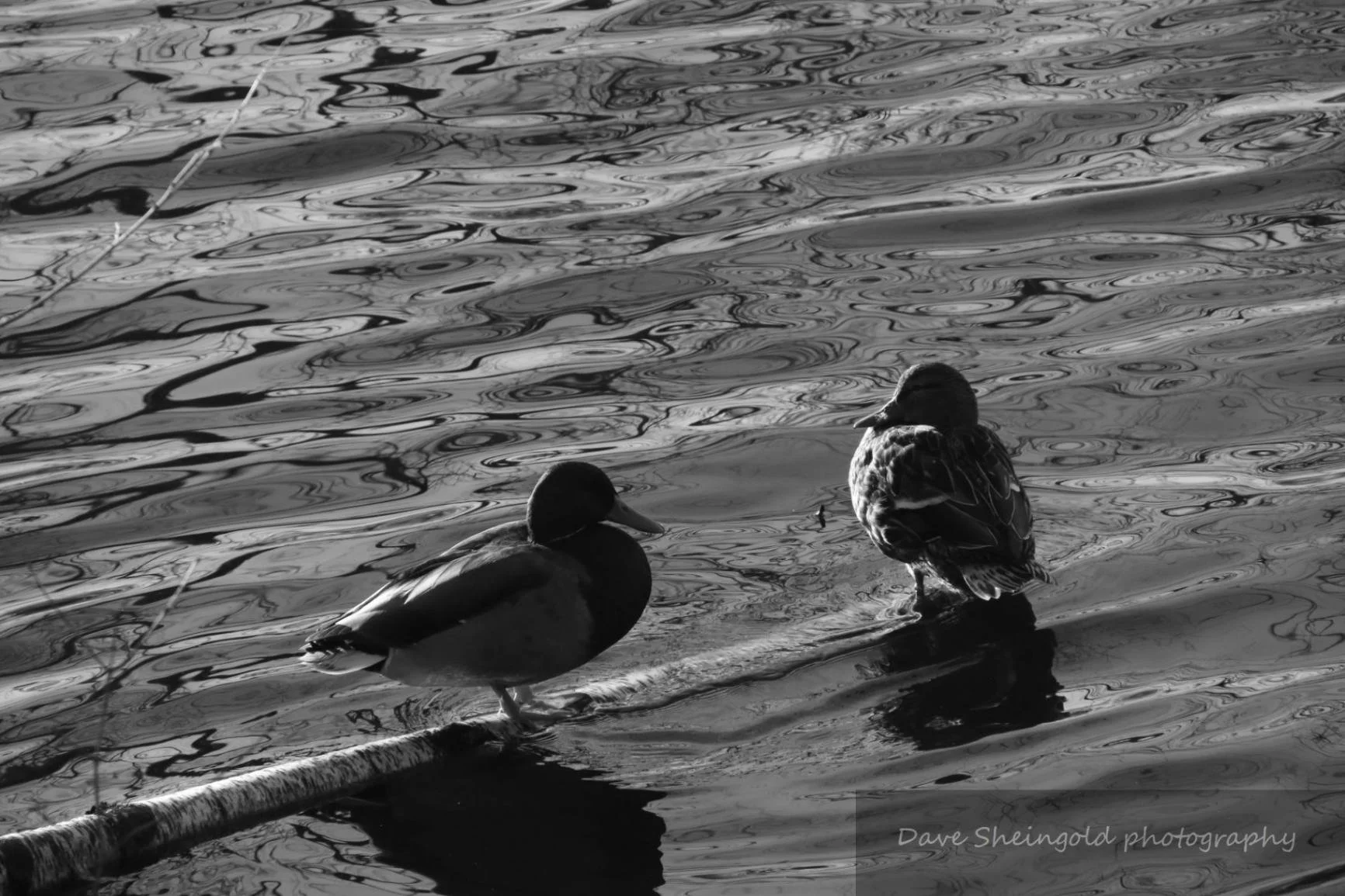 Ducks on the pond, Rockefeller Preserve, Pocantico Hills, NY
