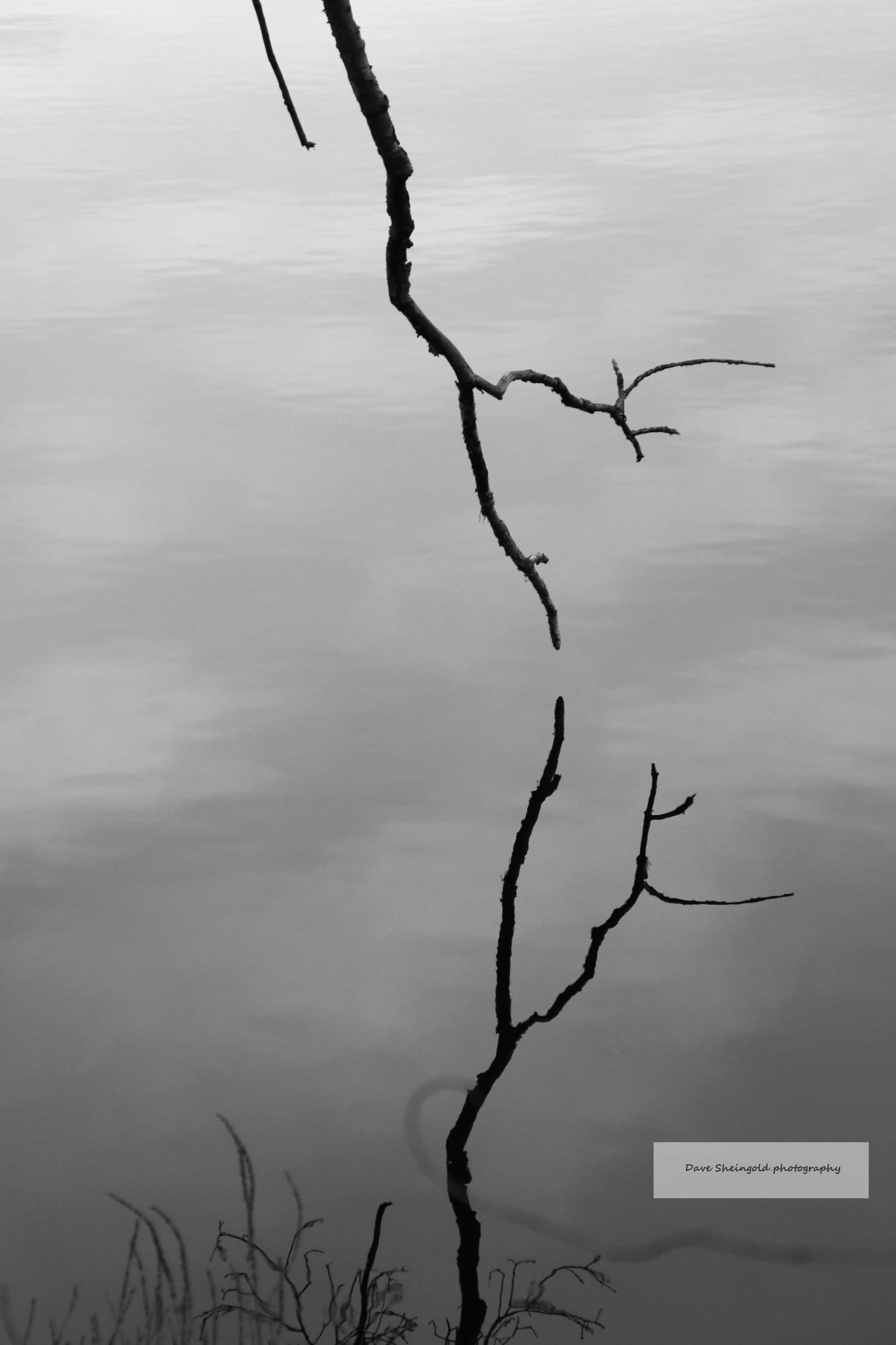 Reflection, Rockefeller Preserve, Pocantico Hills, NY