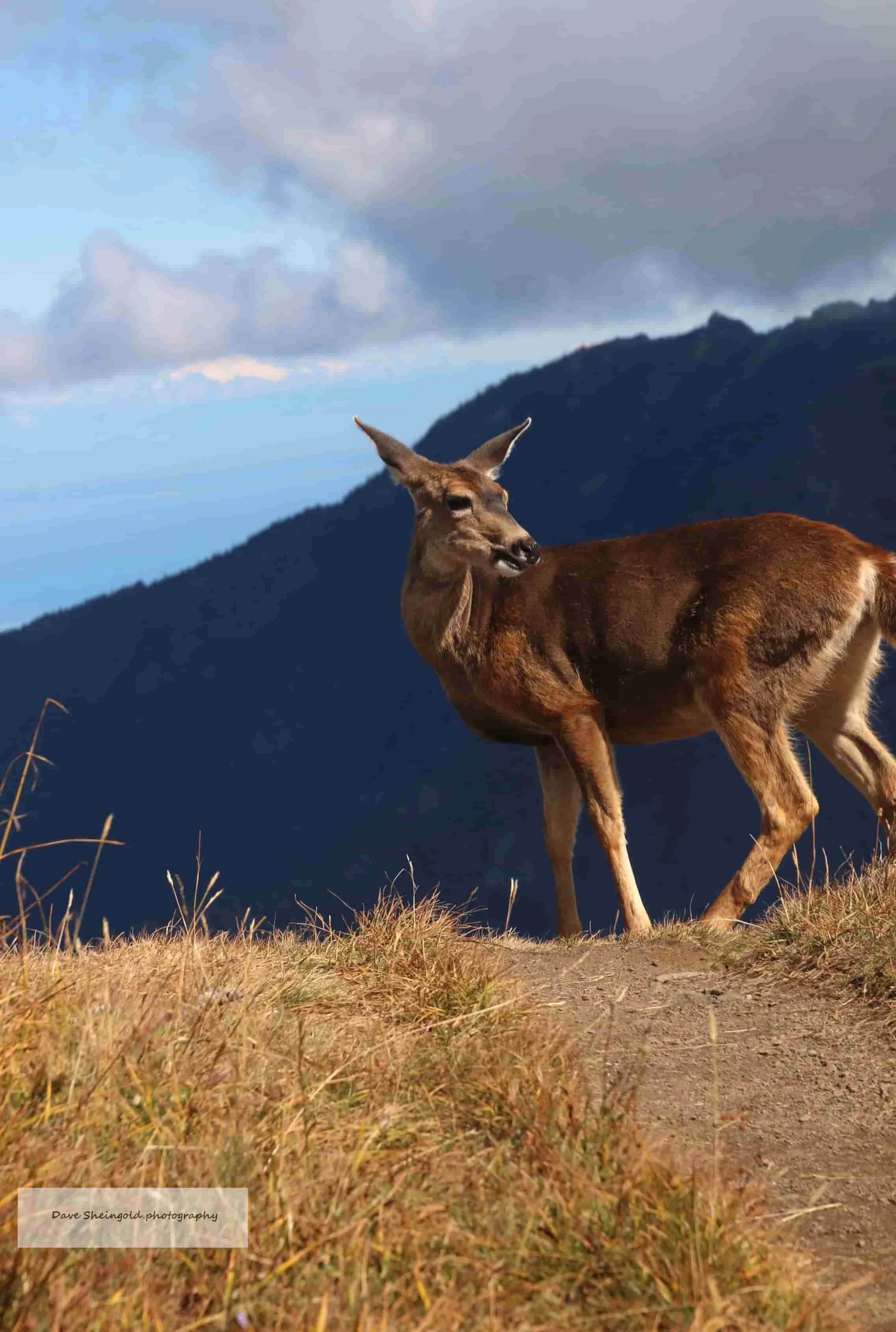 Frozen by sound, Olympic National Park