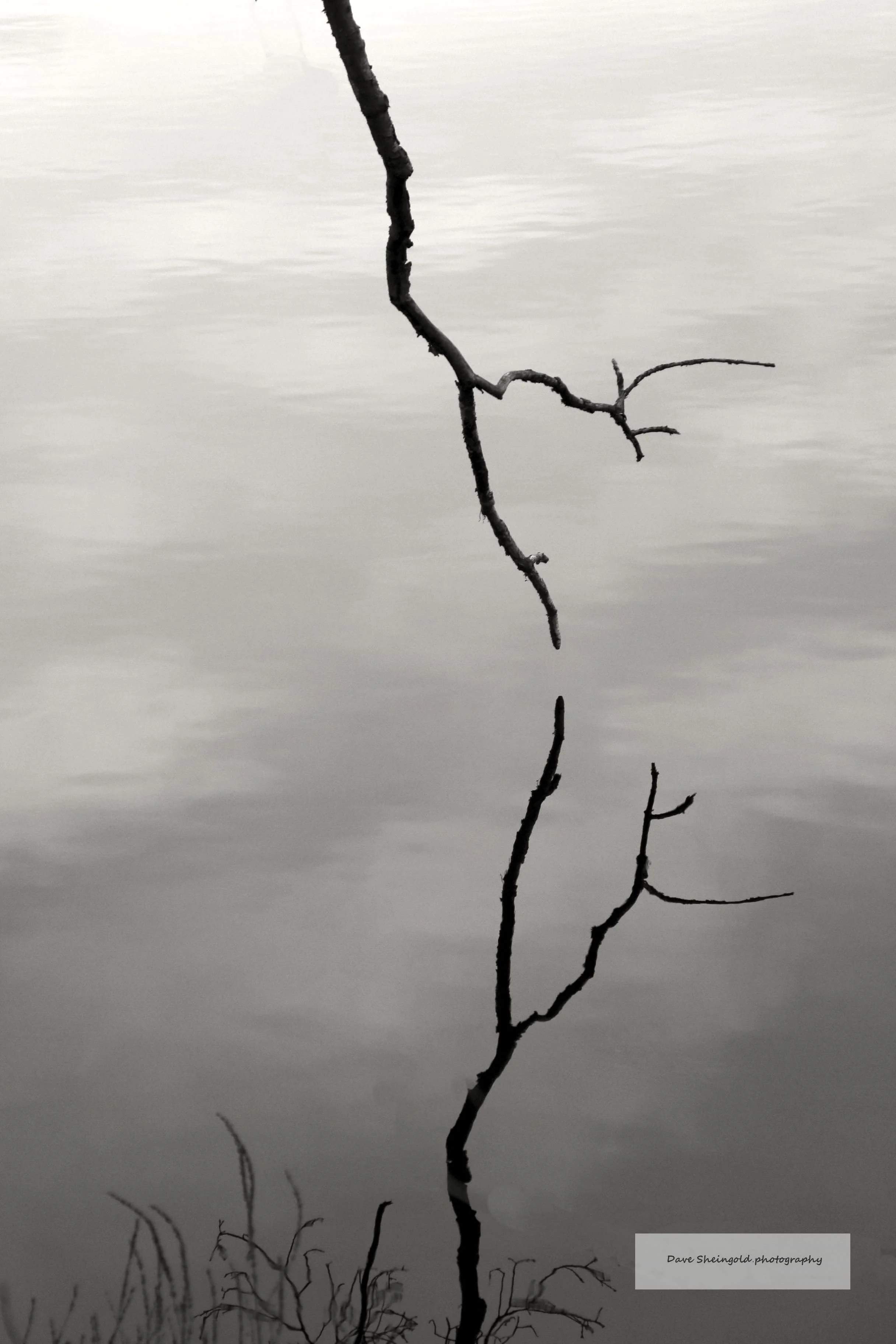 Almost - Rockefeller Park Preserve, Pocantico Hills, NY