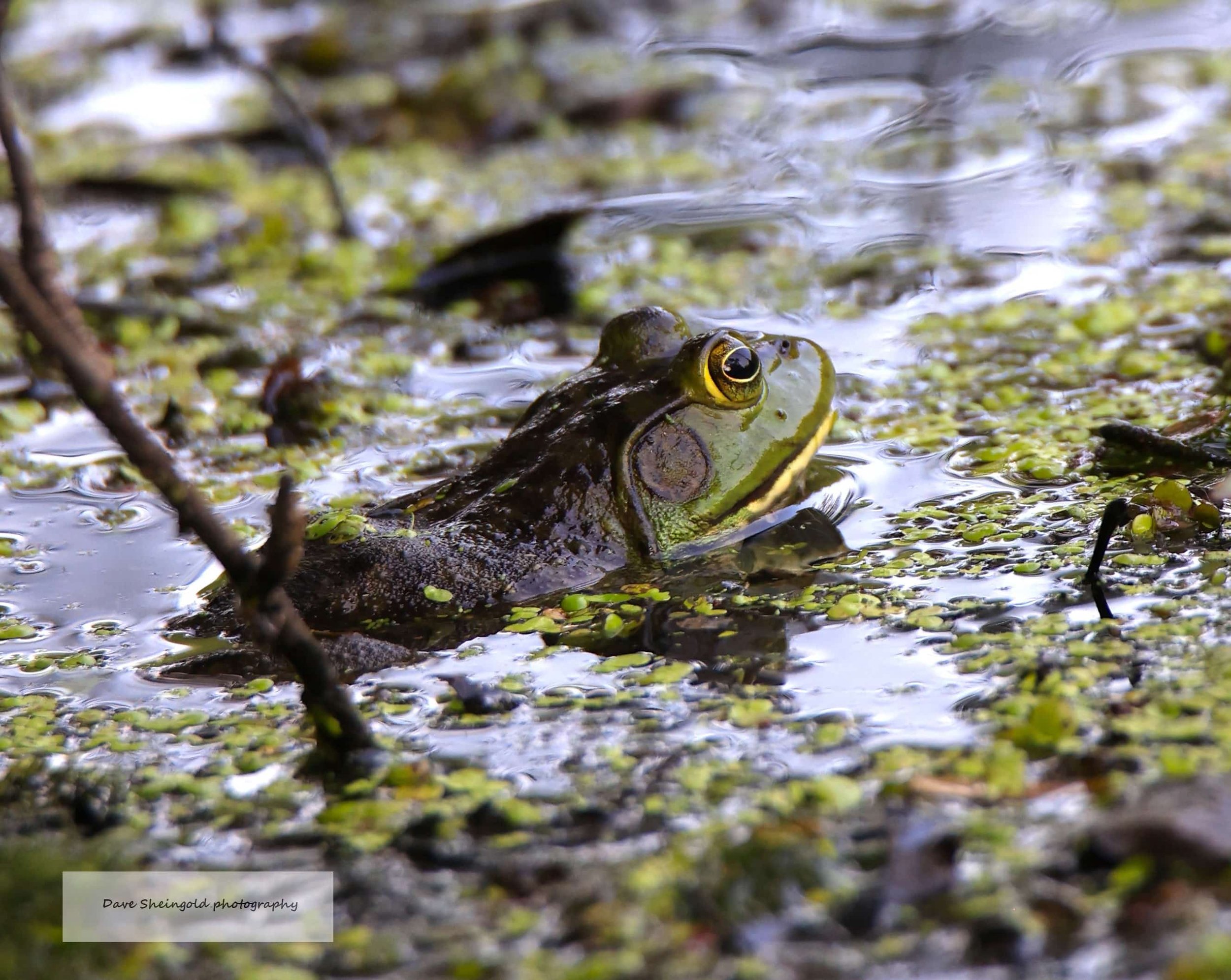 Hiding out - Rockefeller Preserve, Pocantico Hills, NY