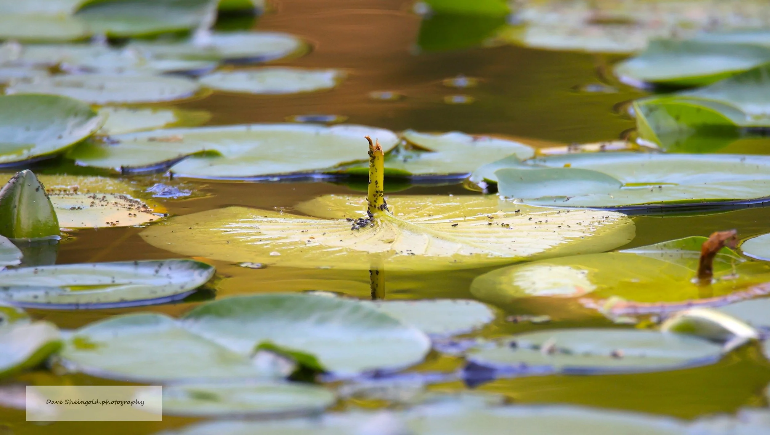 Lilly pond - Rockefeller State Park Preserve, Pocantico Hills, NY