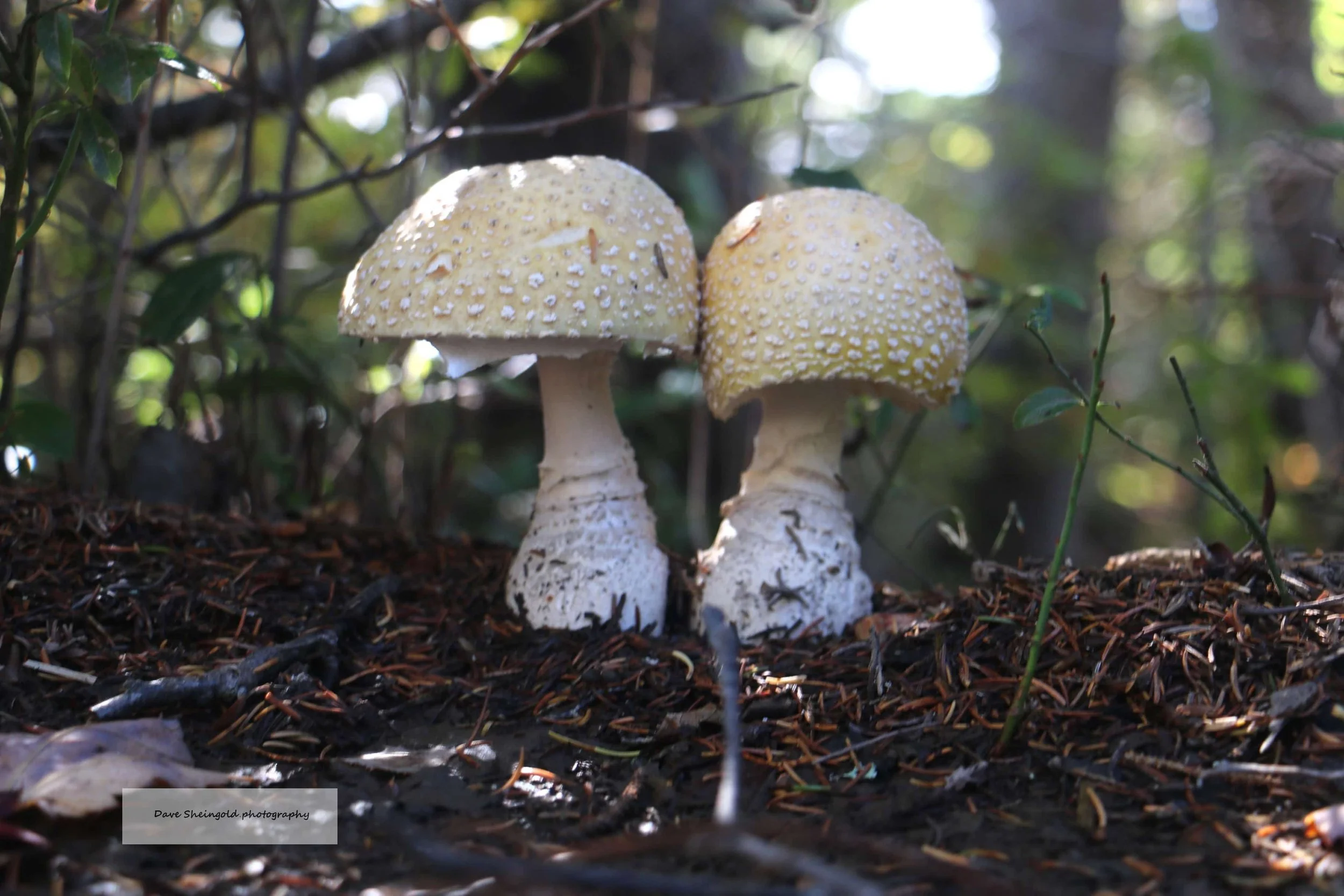 Mushroom friends