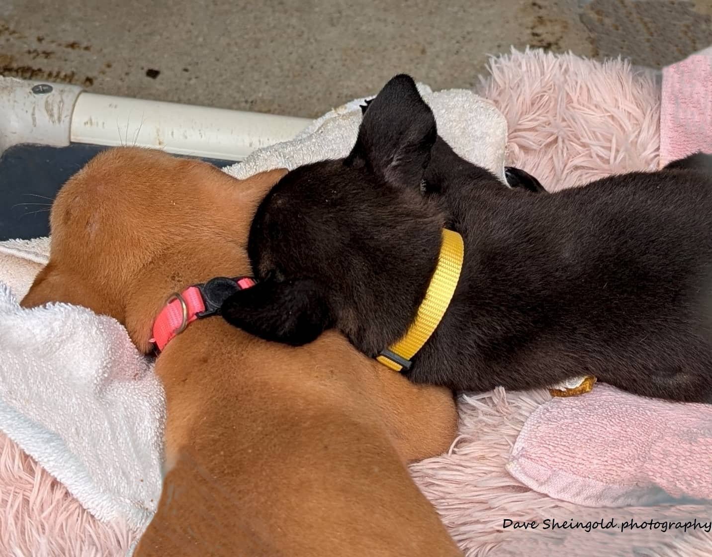 Rescue shelter puppies