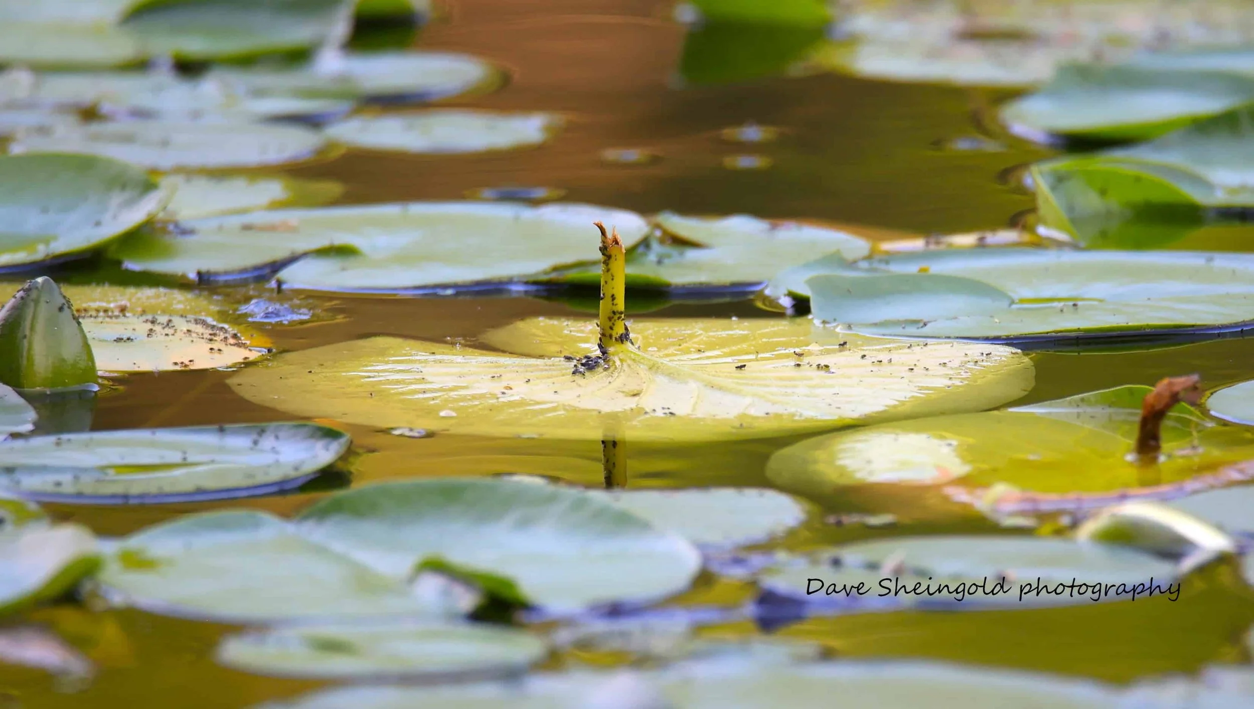 Calm waters - Rockefeller Preserve, Pocantico Hills, NY