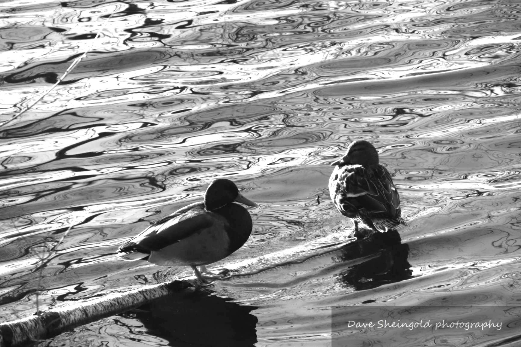 Ducks on the pond, Rockefeller Preserve, Pocantico Hills, NY