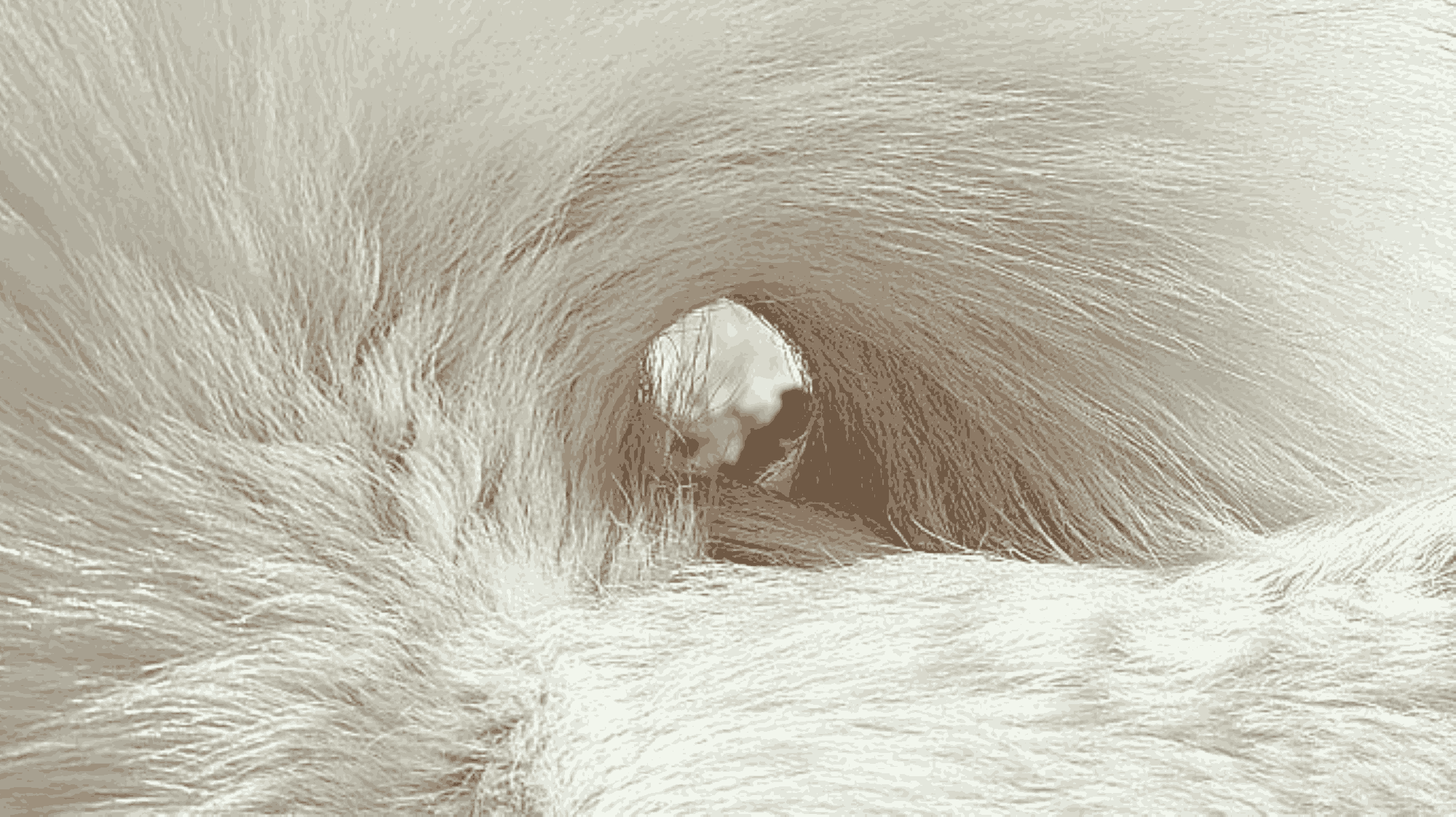 Through the Looking Tail