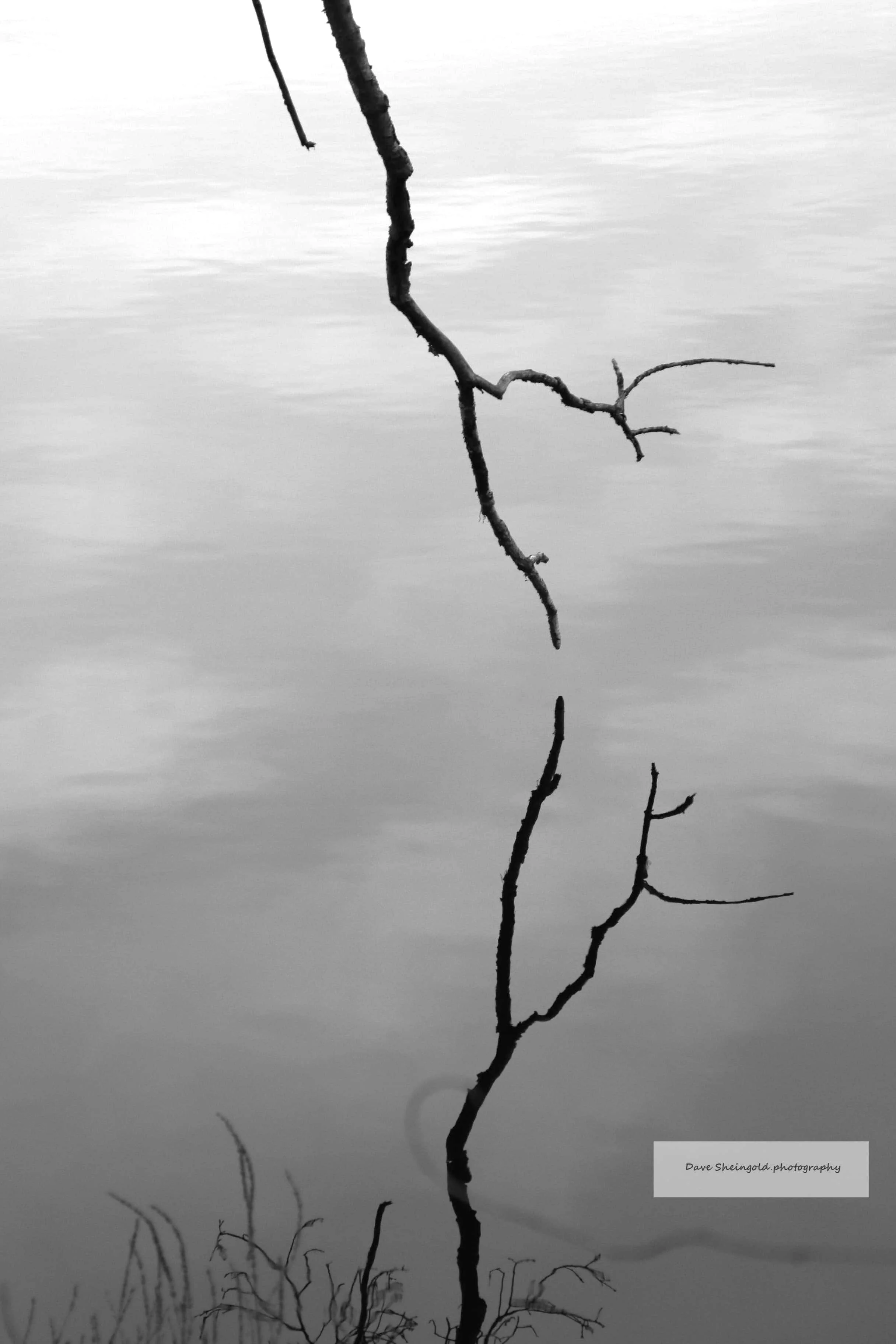 Reflection, Rockefeller Park Preserve, Pocantico Hills, NY