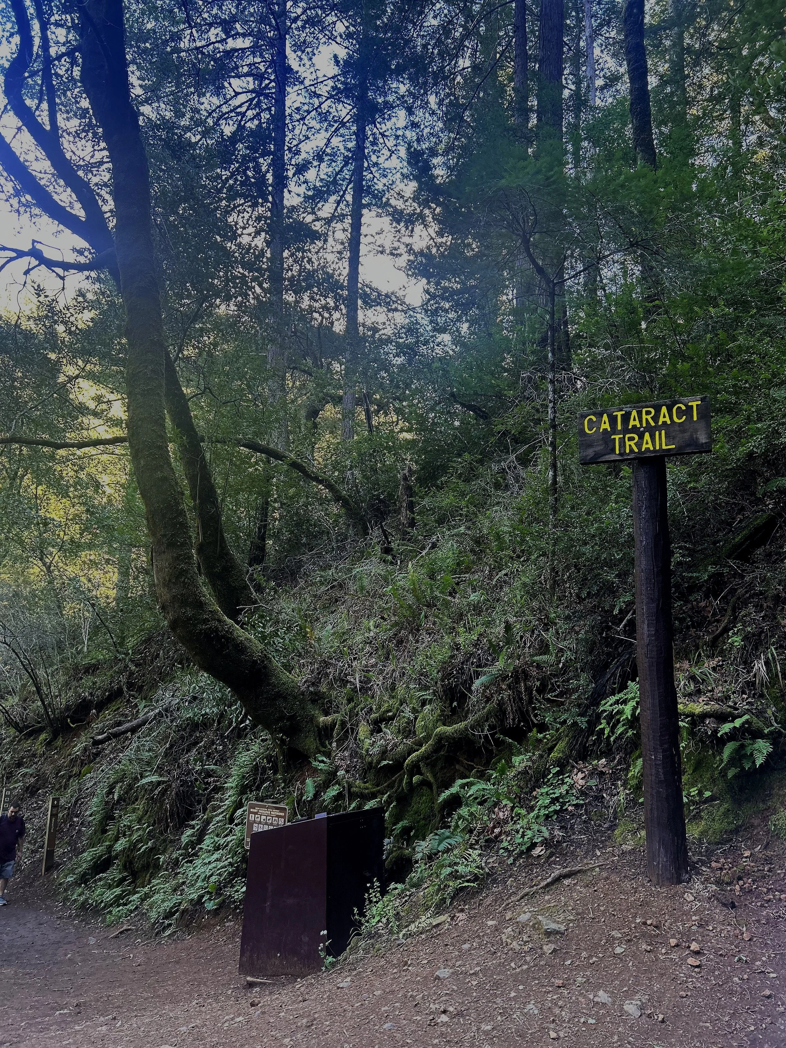 Hiking to Cataract Falls: A Breathtaking Cascade Near Mount Tamalpais