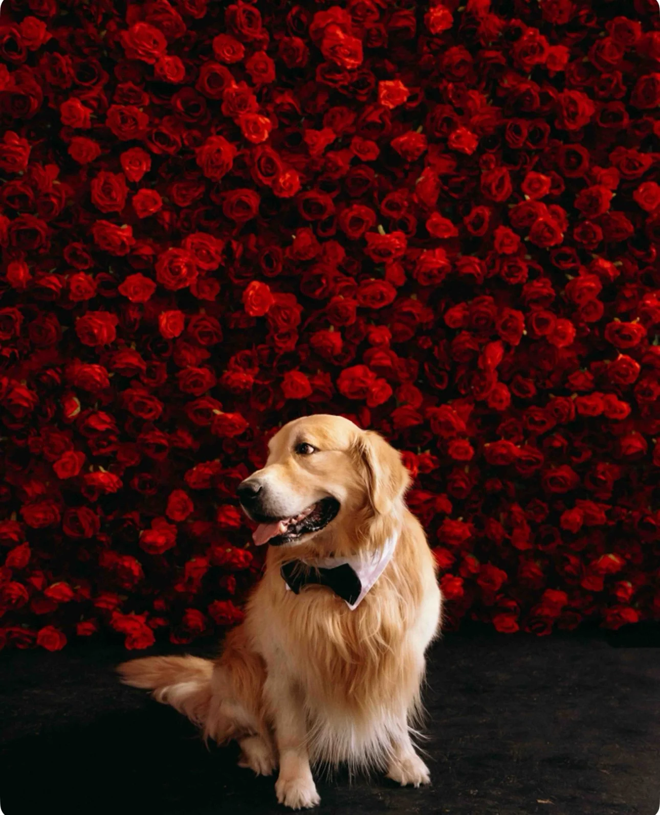 A golden retriever dog wearing a black bow tie, sitting in front of a wall covered with red roses.