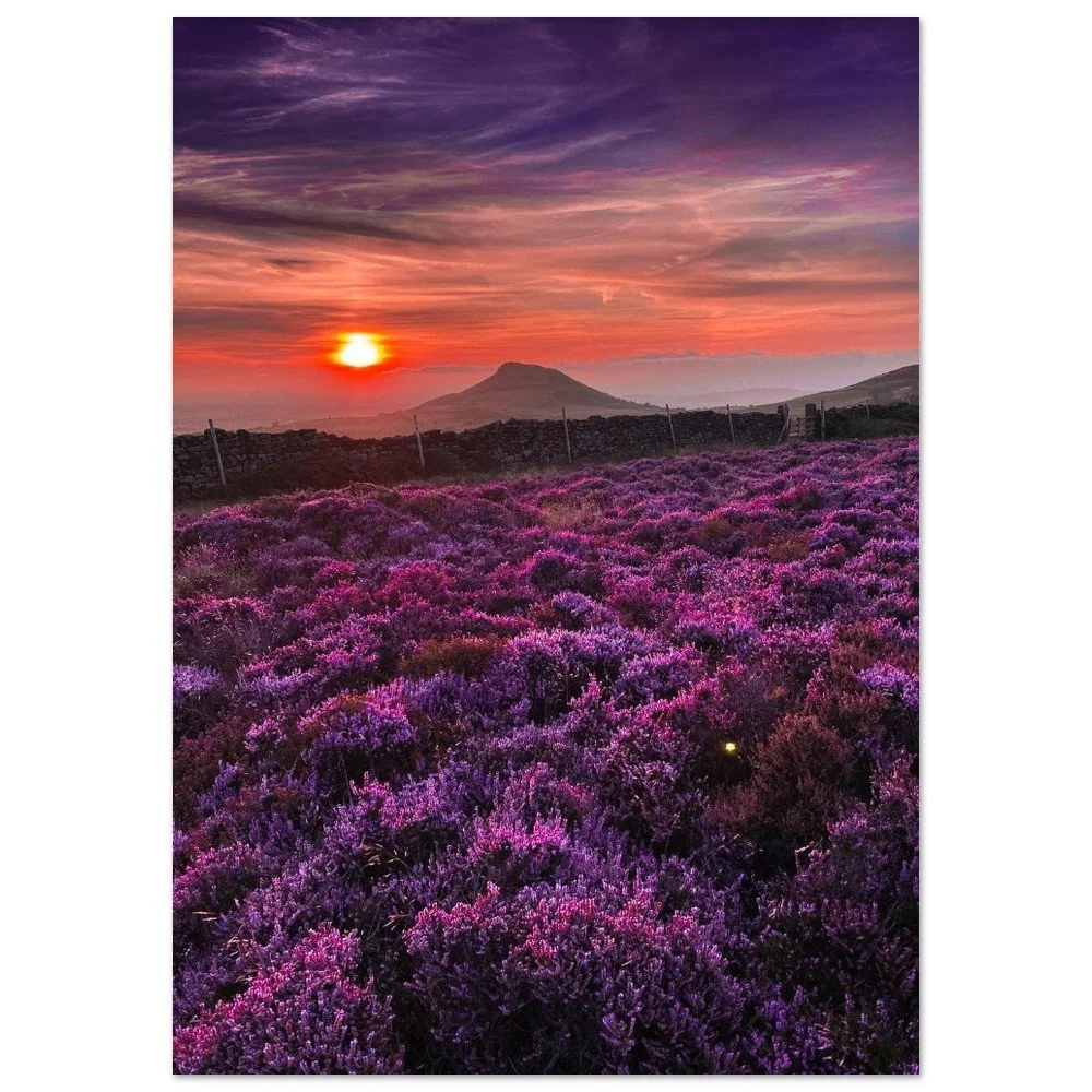 Sunset over purple heather in the North York Moors, England