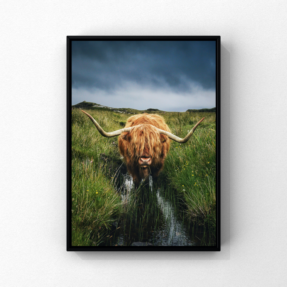 A Highland cow in a green field beneath a dramatic Scottish sky