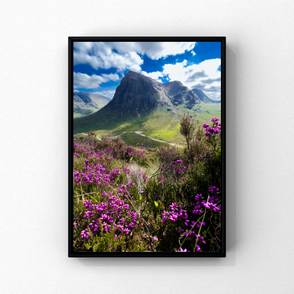 Buachaille Etive Mòr mountain above purple heather, Scotland