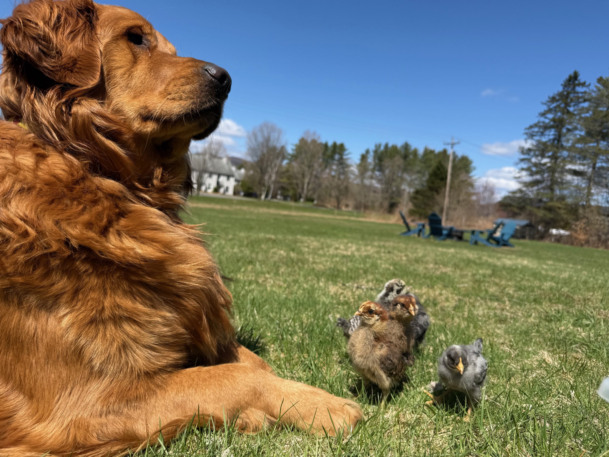 A golden retriever lying on grass near four chicks and a small gray bird in a park under a blue sky.
