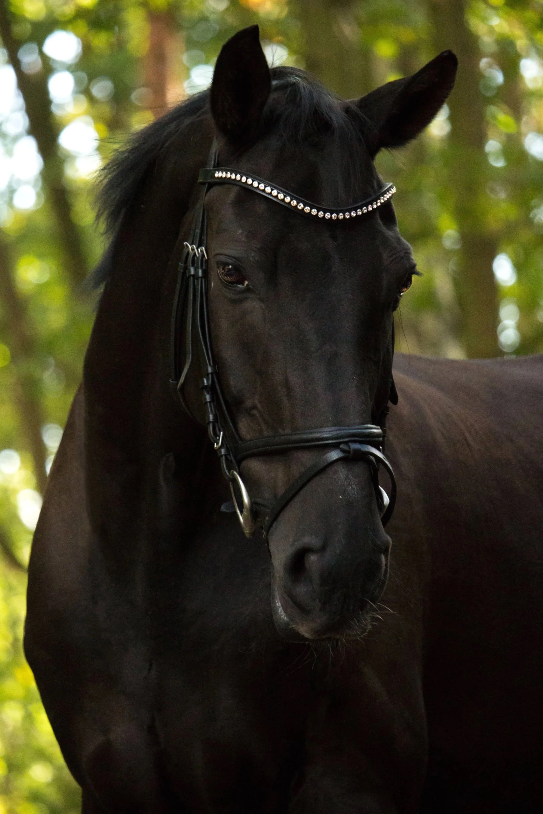 Schwarzes Pferd mit Stirnriemen im Wald