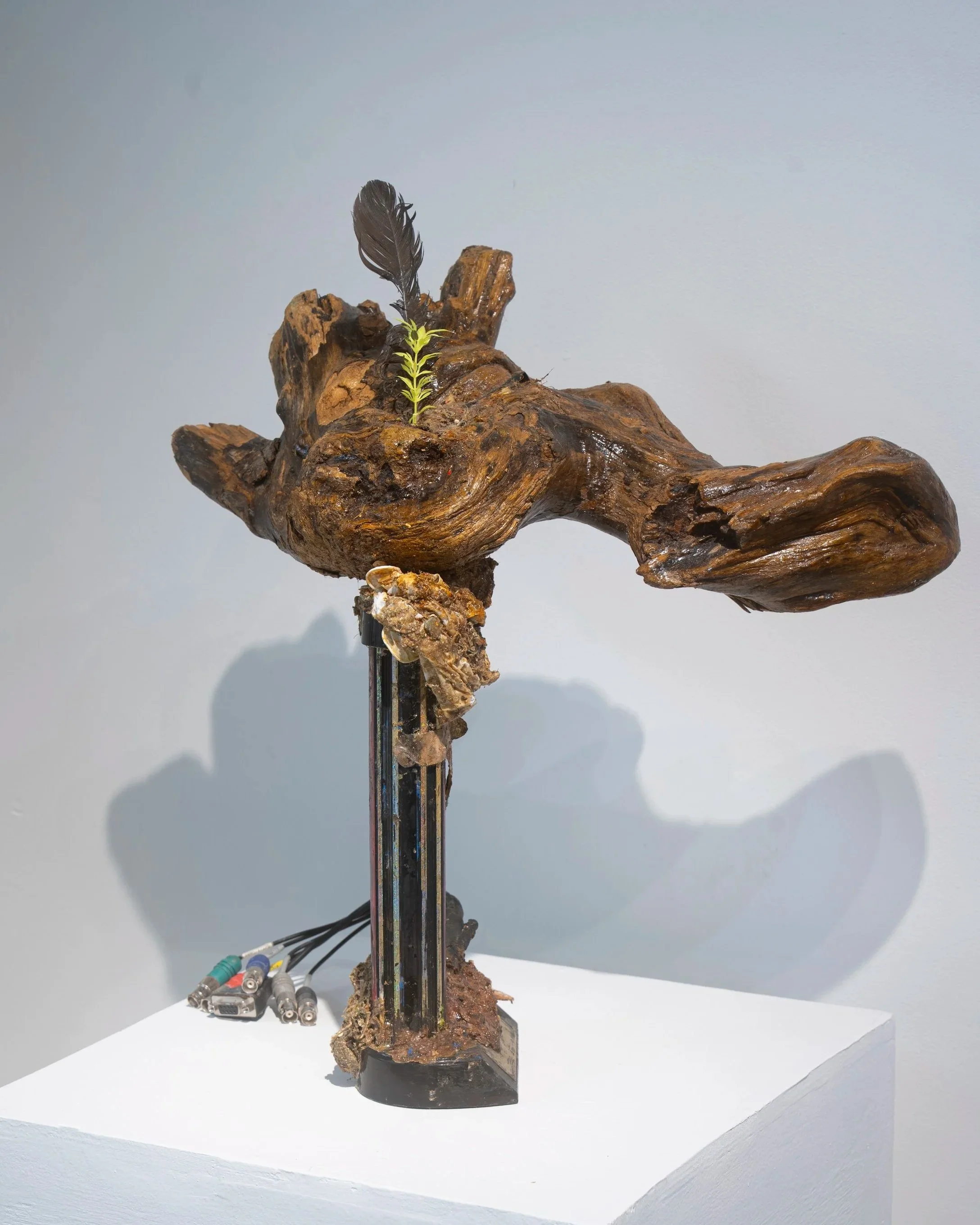 Rosalie Smith
trophy for wife of the future, 2025
Driftwood, cables, trophy base, shells, feathers, debris,
shellac
14 x 19 x 8 inches
35.56 x 48.26 x 20.32 cm