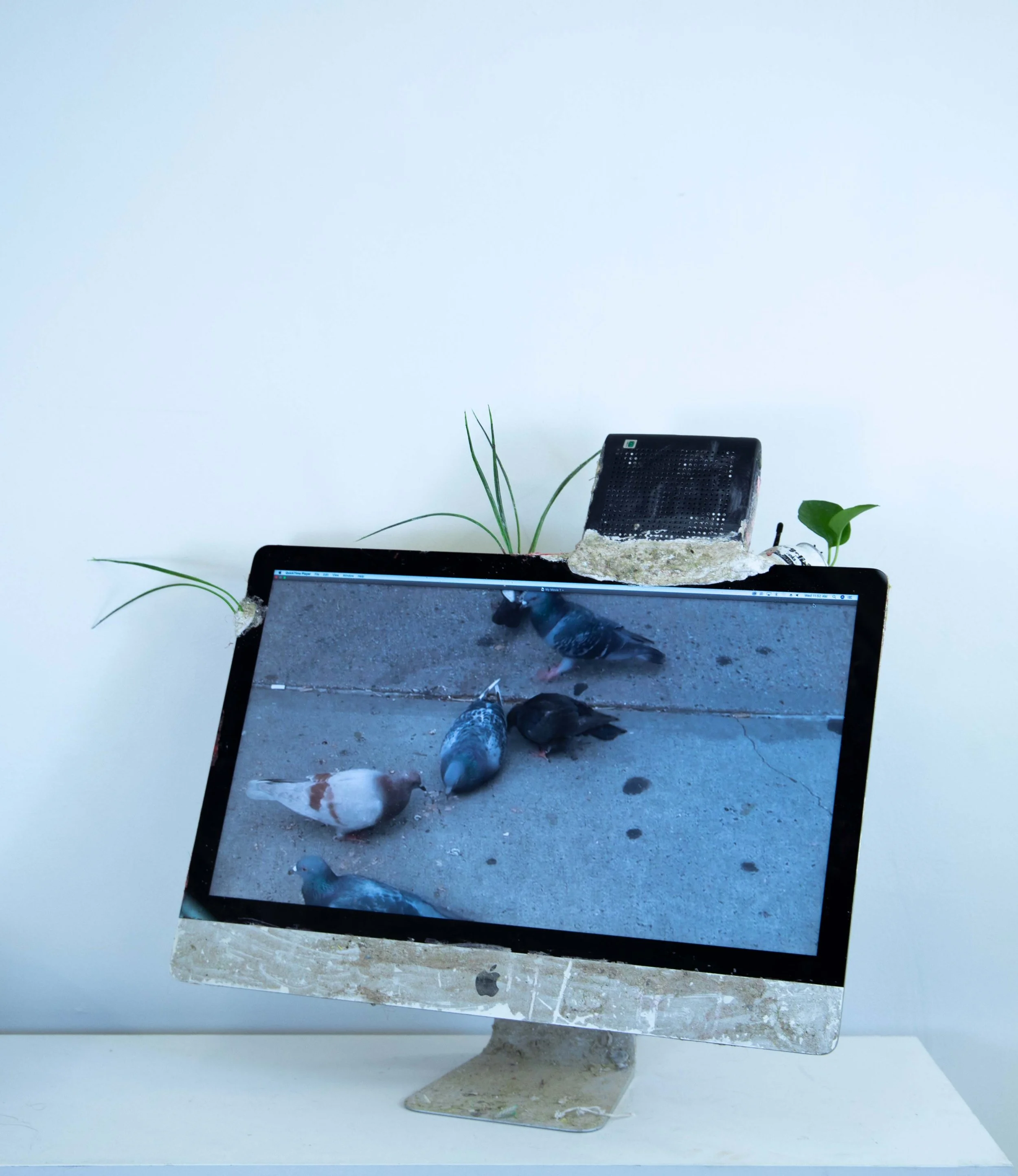 office pigeon 1.jpg
