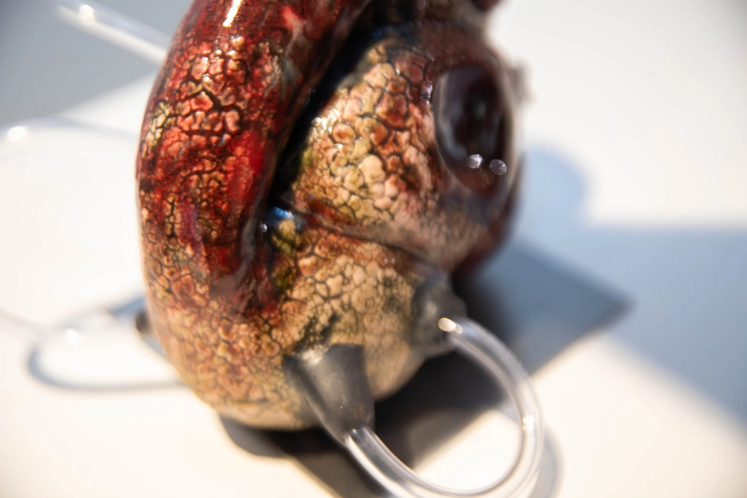 Patrick Bell
Taeniae Coli (detail)
2025
Ceramic, glaze, acrylic tubing, steel
6 x 7.5 x 7.5 in
15.24 x 19.05 x 19.05 cm