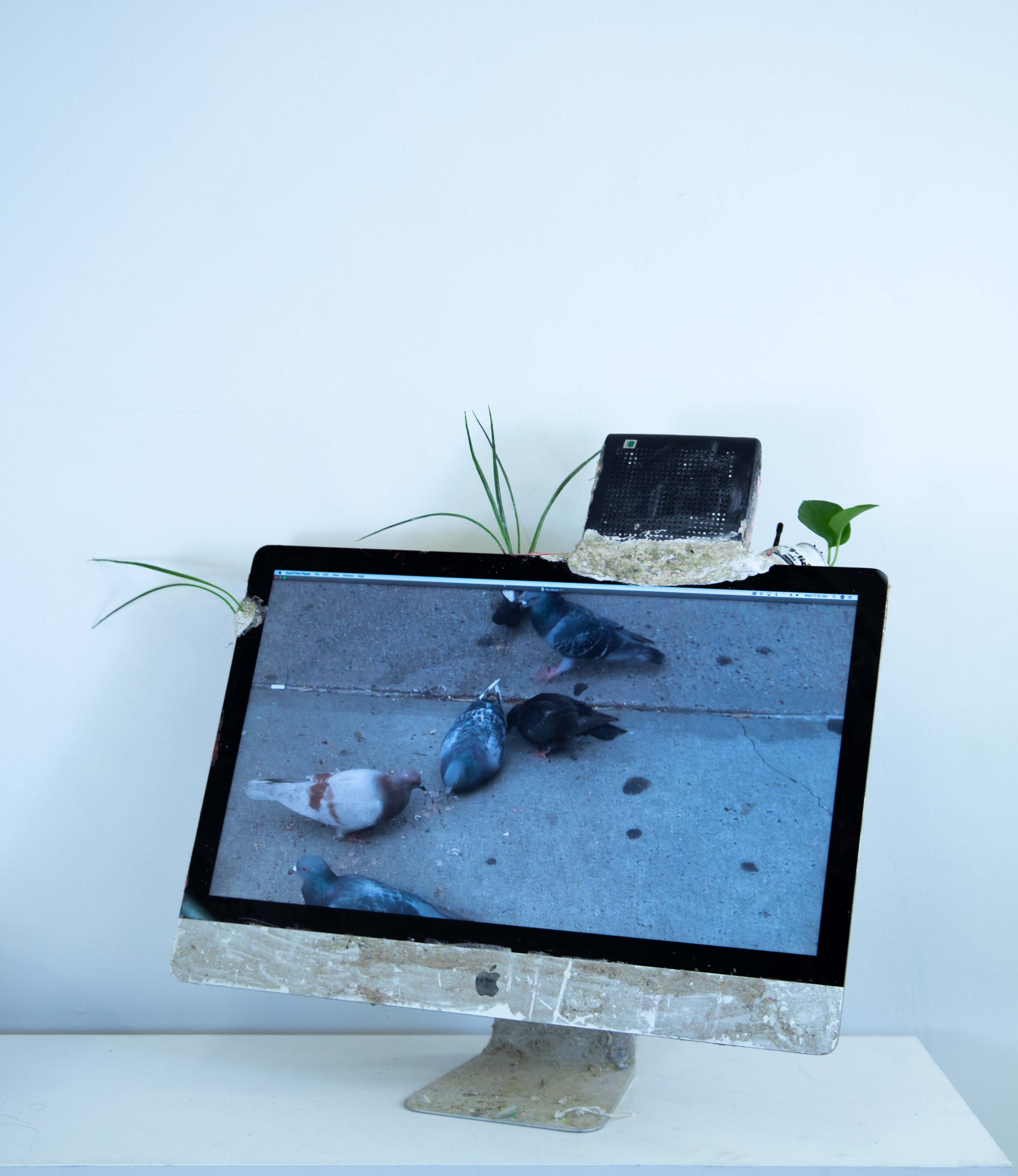 Rosalie Smith
Office Pigeon
2025
iMac, keyboard, video, buzzball, wifi router, debris, keyboard, mouse
26 x 26 x 9 in.
66 x 66 x 22.86 cm.