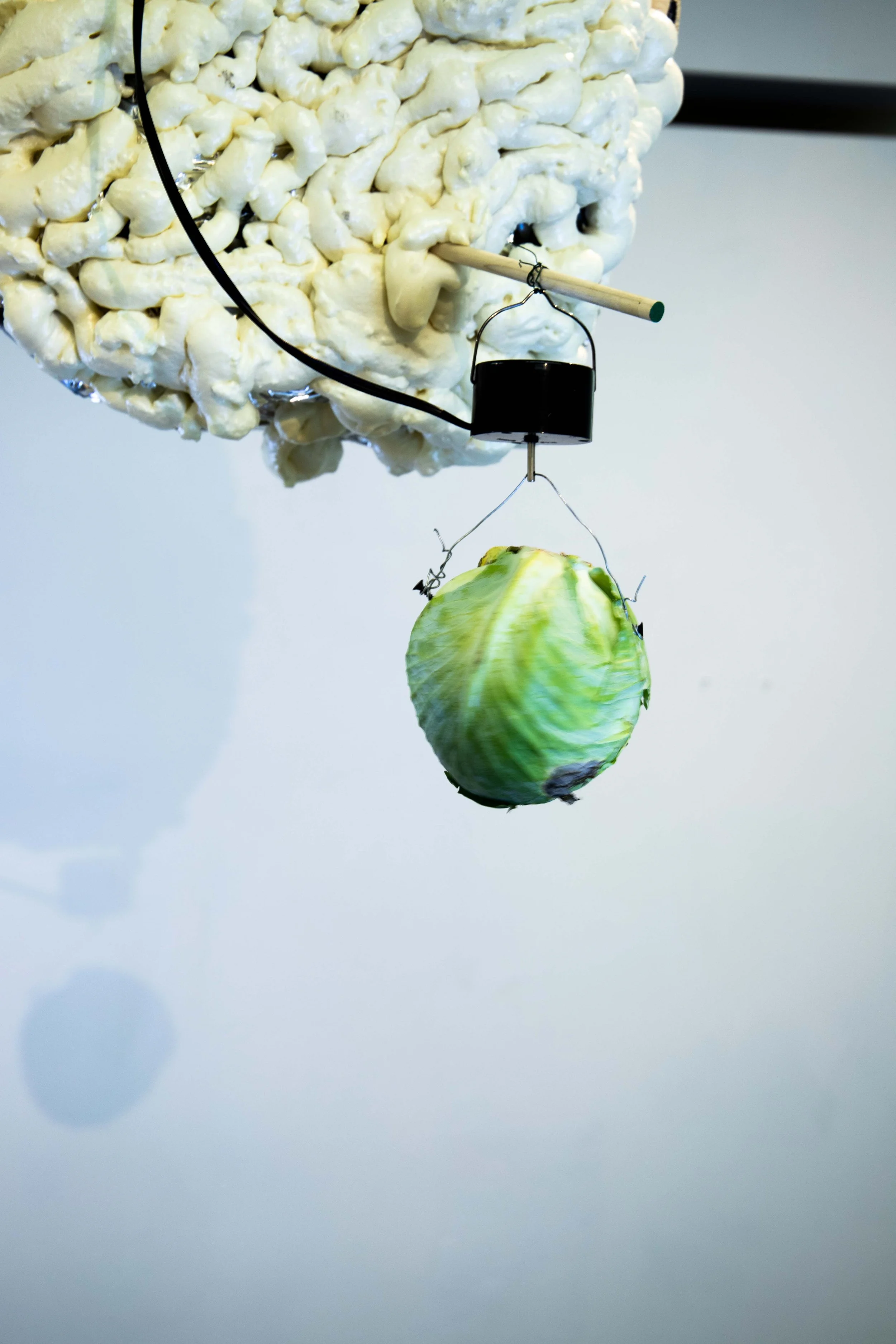 Thomas Tait
Mechano-Vegetal World ([Ru(bipy)3]2+) (detail)
2022
Silicone, wood, found objects, foam, metal, UV grow light, moss, cabbage
94.5 x 71.5 x 48 in.
240 x 182 x 122 cm.