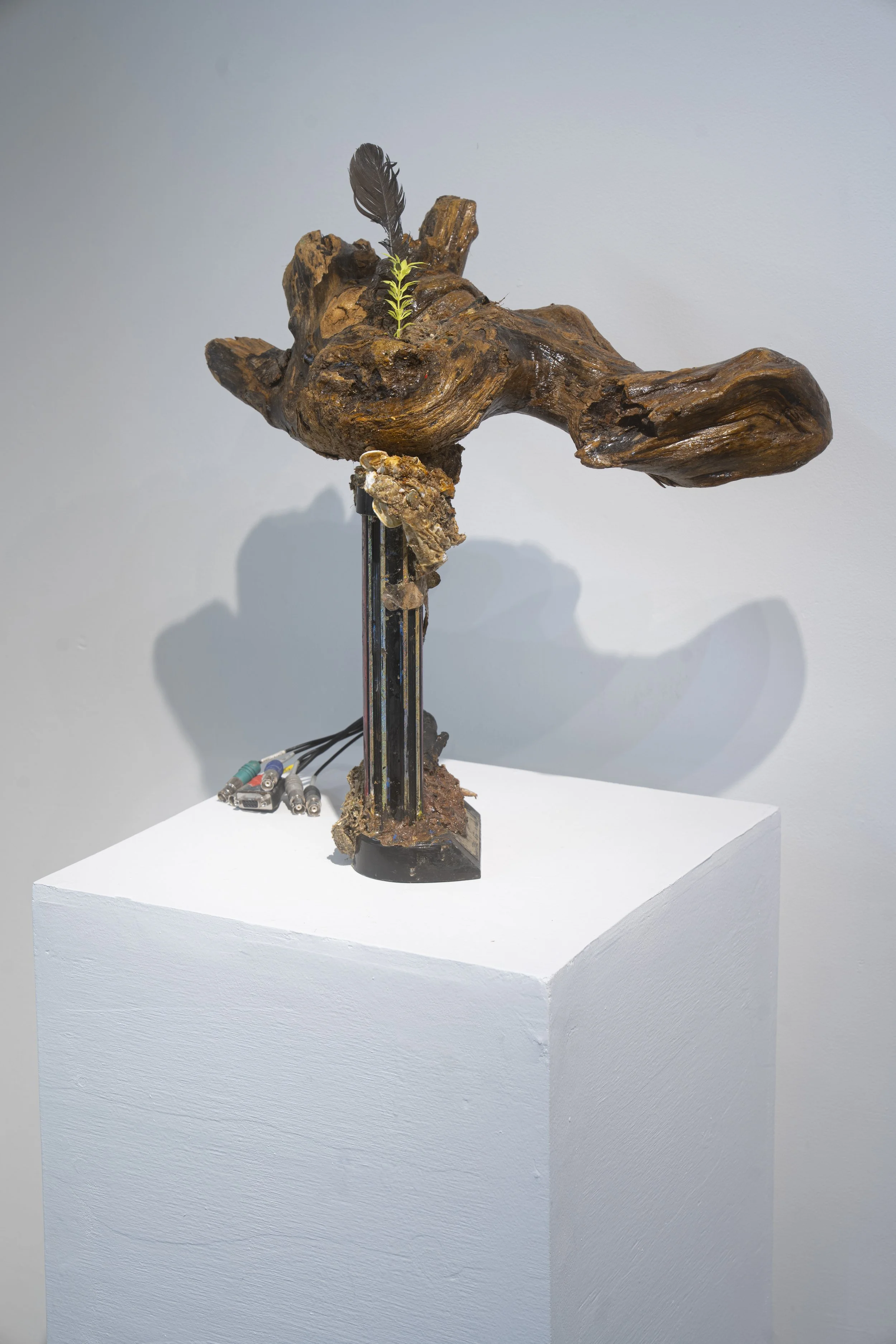 Future Trophy Wife
2025
Driftwood, cables, trophy base, shells, feathers, debris, shellac
14 x 19 x 8 inches
35.56 x 48.26 x 20.32 cm
RS S1