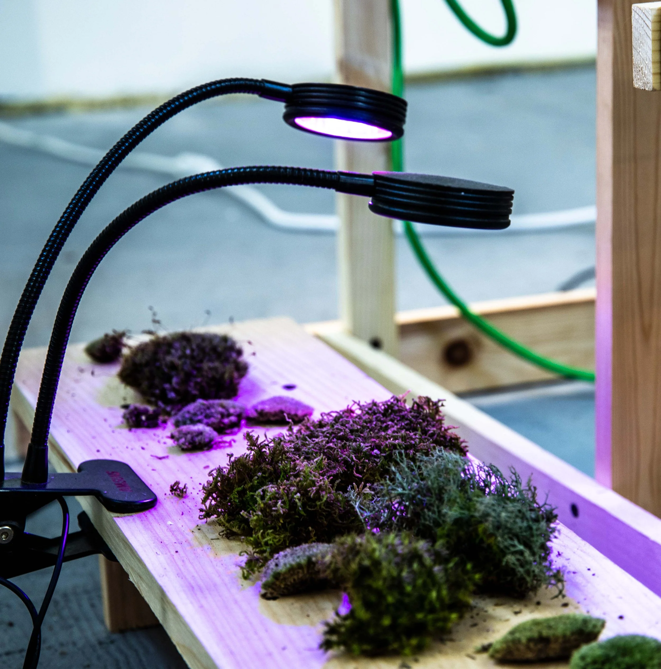 Thomas Tait
Mechano-Vegetal World ([Ru(bipy)3]2+) (detail)
2022
Silicone, wood, found objects, foam, metal, UV grow light, moss, cabbage
94.5 x 71.5 x 48 in.
240 x 182 x 122 cm.