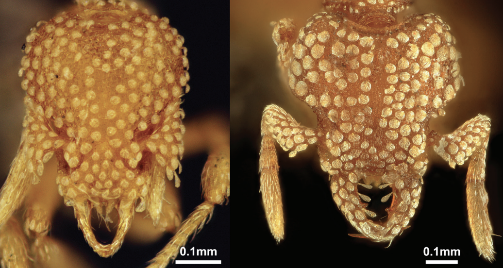 Ants of South Korea